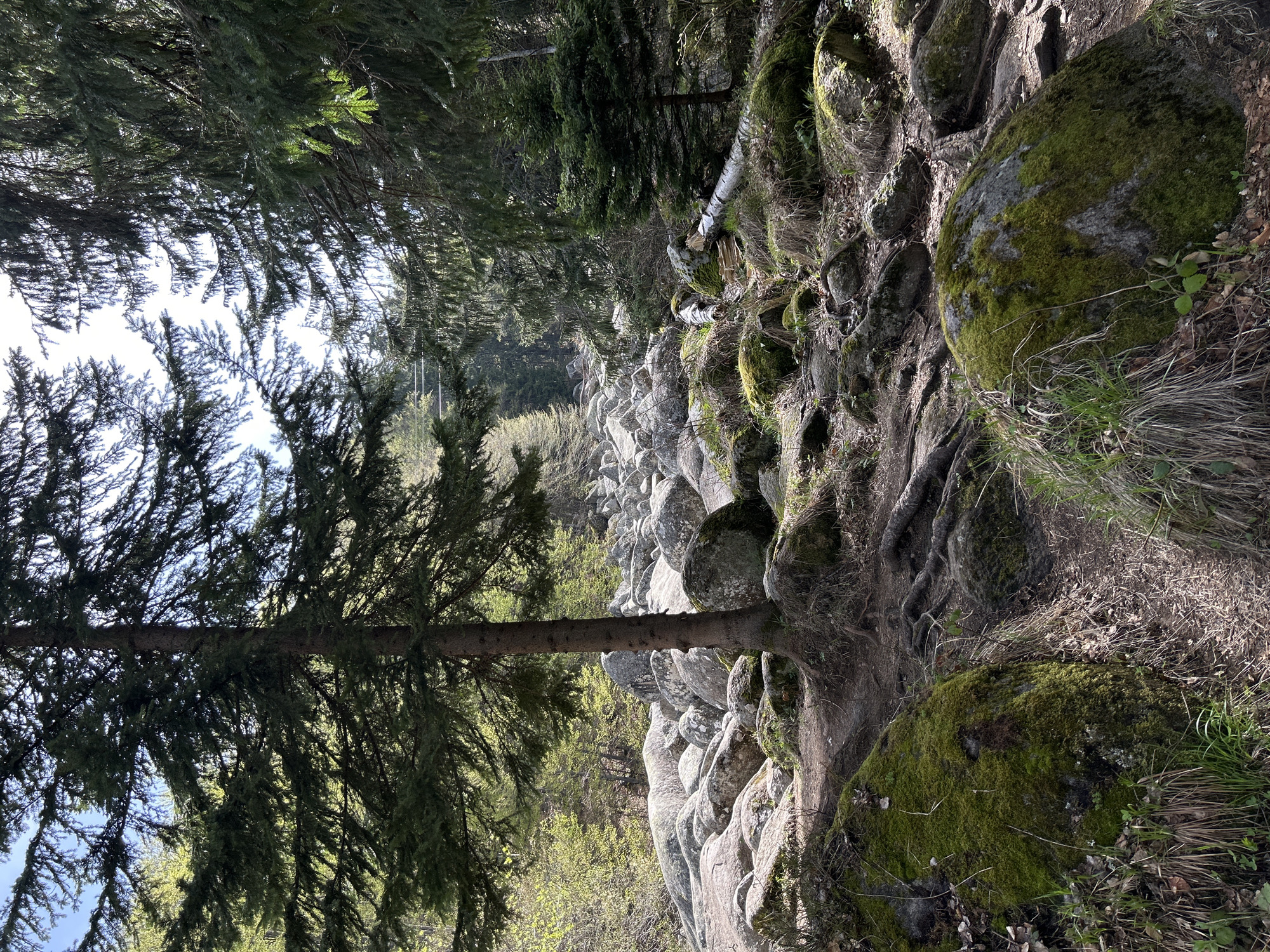 The image captures a scene in an area characterized by rocky terrain and coniferous trees. The foreground features a large evergreen tree with dense foliage, partially obscuring the view of the horizon. To the right of the tree, there is a steep slope covered in large, moss-covered rocks, interspersed with exposed tree roots and dry vegetation. In the background, more rocks and trees are visible, suggesting a natural, possibly mountainous, environment. The lighting suggests it is daytime, with sunlight filtering through the trees. The location is in the city of Unknown, Unknown.