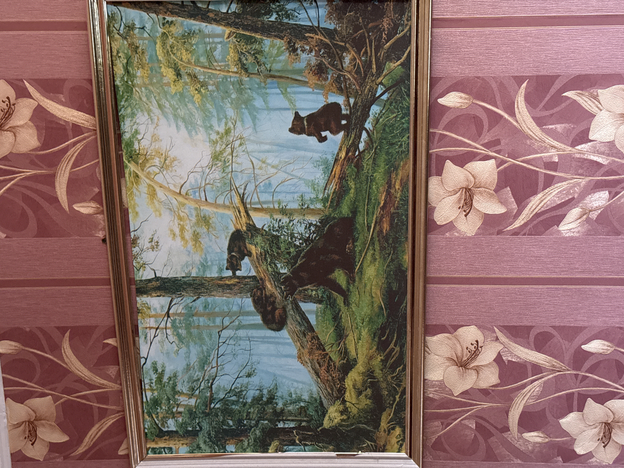 This media file captures a framed painting hanging on a wall in Aksay, Kazakhstan. The photograph is taken with the camera rotated approximately 90 degrees counter-clockwise, making the painting appear sideways.
The painting, enclosed in a golden-colored frame, portrays a dynamic forest scene featuring three dark-colored bears. In the foreground, a large bear is actively climbing a thick, moss-covered tree trunk, moving upwards. Above and to the left of this, a smaller bear, possibly a cub, is depicted mid-leap between tree branches. A third bear is partially visible in the mid-ground, also positioned on a tree or fallen log. The environment is a dense forest with numerous tall trees, some covered in moss, and a body of water (likely a river or lake) in the background, reflecting the sky and trees. The scene suggests a natural, active moment in the bears' lives during daytime.
The wall behind the painting is adorned with patterned wallpaper. It features alternating horizontal bands: one with textured stripes in shades of pink and maroon, and another showcasing a repeating floral design. This design includes light beige flowers, resembling lilies, with intricate stamens, alongside abstract swirling leaves and vines, all set against a maroon background.
There is no visible text in the image.