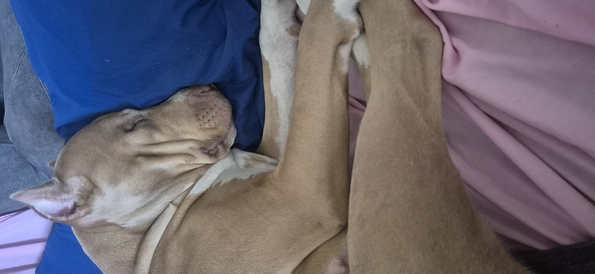 A light brown pit bull dog is sleeping on its side, nestled amongst some blue and pink fabric. The dog's eyes are closed, and its face is relaxed in sleep. One of its front legs is bent, and its hind legs are stretched out. The dog's fur is a mix of light brown and white. The blue fabric appears to be a pillow or blanket, and the pink fabric is also likely bedding. The overall impression is one of comfort and peace. There is no visible text in the image.