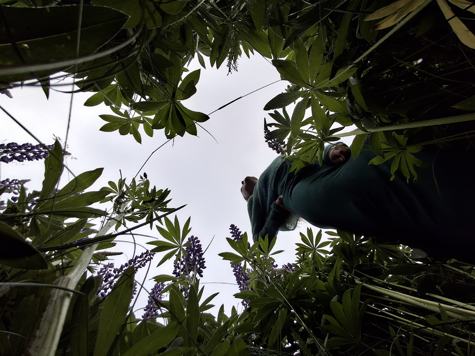 A low-angle, wide shot captures a person standing amidst lush green foliage and purple lupine flowers. The sky above is overcast. The person, dressed in dark green clothing, looks upwards. The image is framed by large leaves and drooping flower clusters.