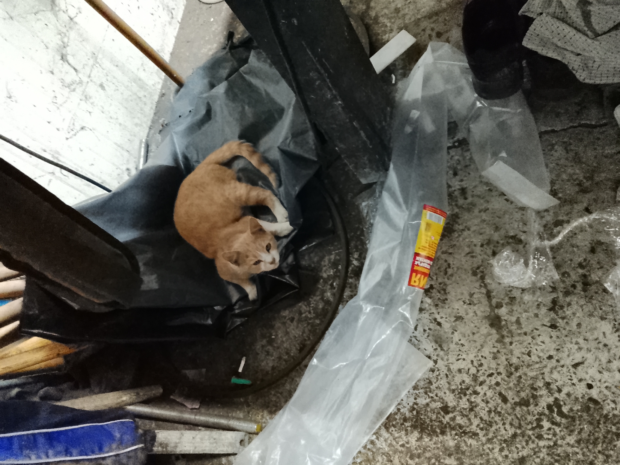 In the city of Razdelna, Bulgaria, an orange and white cat is curled up on a black plastic bag, which is on a grey concrete floor. The cat is looking to its right. The scene also contains other objects such as plastic sheeting, a wooden pole, and other debris. The lighting in the scene appears to be dim.