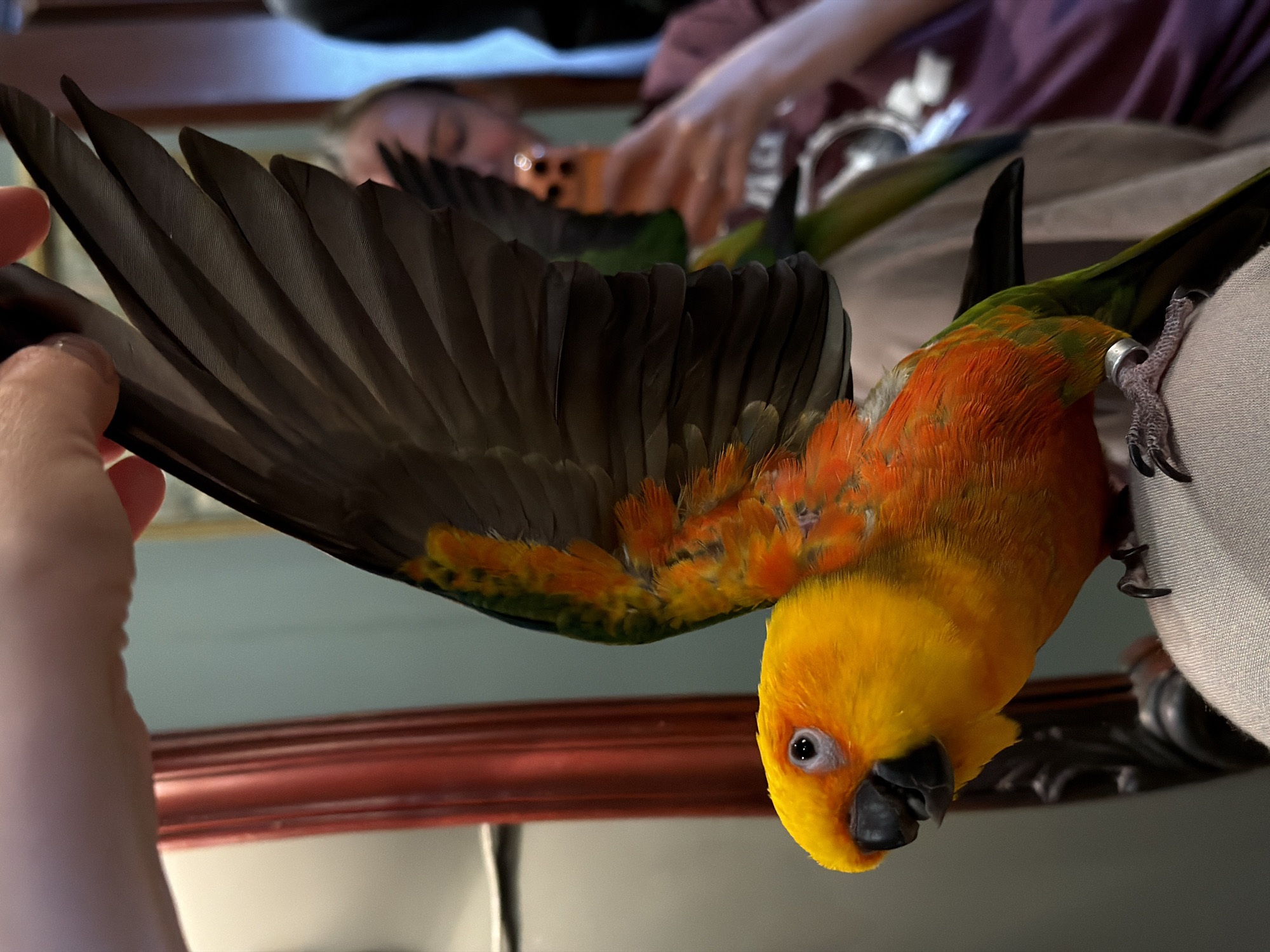 This close-up, vertically oriented image captured in Khimki, Russia, shows a vibrant Sun Conure parrot in an indoor setting. The bird, with its bright yellow head, orange body, and green and dark grey wing feathers, is the central subject, appearing to be held upside down or hanging. A light-skinned hand gently cradles the parrot's dark flight feathers on the left side of the frame. A metallic leg band is visible on the bird's right leg.
The parrot looks directly towards the viewer with a curious, calm expression. In the blurred background, another person, possibly with light hair and wearing a reddish garment, is visible, holding a smartphone with multiple camera lenses. This suggests an activity involving multiple people and photography. Below the blurred background person, a dark reddish wooden frame or furniture edge is visible. The overall lighting indicates an indoor, possibly artificial, light source. No discernible text is visible.