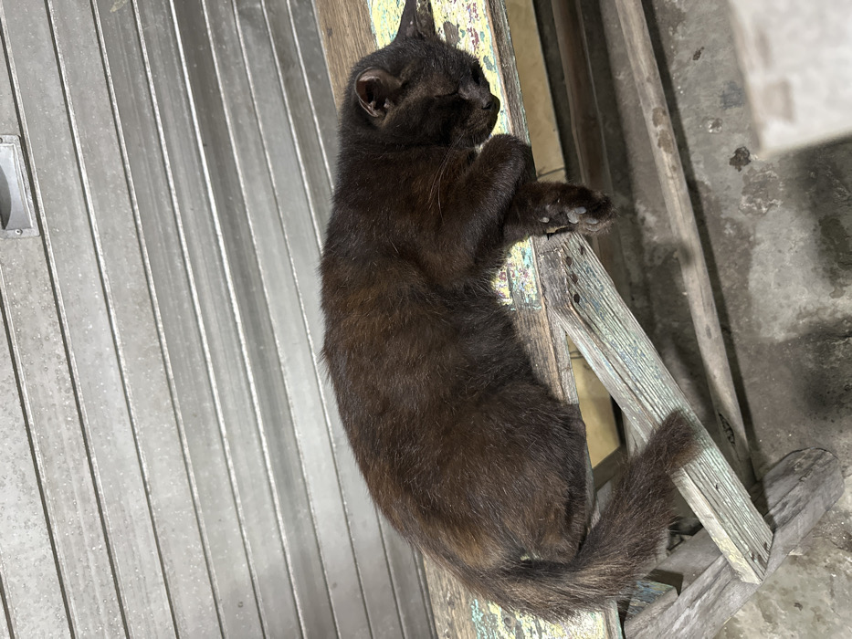 A black cat is captured in a close-up, vertical shot, appearing to be asleep or resting. The cat is positioned on its right side, with its body extending diagonally downwards from the upper right to the lower left of the frame. Its eyes are closed, and its head is gently resting on its front paws, which are tucked beneath its chin area. The cat has short, predominantly black fur, which shows hints of very dark brown, especially on its underside and tail. Its ears are perked slightly, and its paw pads are visible on its front feet.
The cat is lying on an old, weathered wooden structure, which appears to be part of a small, rustic ladder or a wooden frame. This wooden object shows significant signs of age, with peeling paint in various shades of light blue, green, and some yellow, revealing the natural wood underneath. Small nails or screws are visible in the wood, contributing to its worn aesthetic.
To the left of the cat and the wooden structure, a corrugated metal surface dominates the background. This surface is light grey or silver, with distinct vertical ridges, suggesting it could be a metal wall, siding, or a garage door. In the upper left corner of this metal surface, a small, light-colored, rectangular object, possibly an electrical outlet or fixture, is visible.
To the right and below the wooden structure, a rough, uneven concrete or stone ground is visible, also appearing somewhat worn and possibly stained. The lighting in the image is soft and diffused, suggesting it's either an overcast day or an indoor/sheltered outdoor space. No text is visible in the image.
