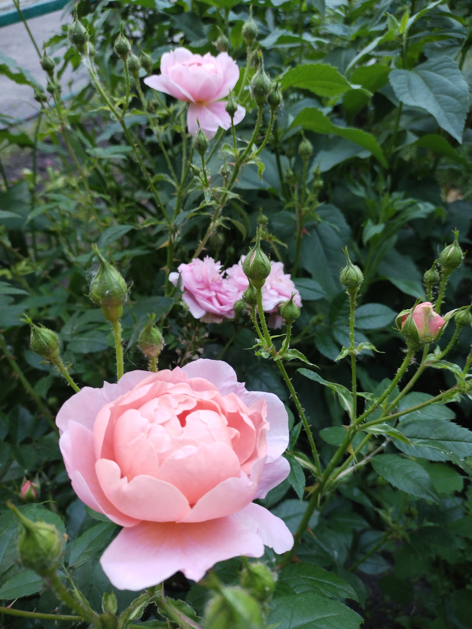 The image displays a detailed view of multiple pink roses and rose buds within a garden setting, situated in the city of Horishni Plavni, Ukraine.
In the foreground, a large, fully opened rose with numerous soft pink petals is positioned towards the lower left. The petals are arranged in a dense, cupped formation, showing a gradient of light pink hues. Adjacent to this bloom and extending throughout the lower and mid-sections are several green rose buds, some tightly closed, while others exhibit nascent pink coloration at their tips, indicating impending bloom. Fine white web-like strands are present on several buds and stems, and small dark specks, consistent with aphids, are visible on some green buds and their supporting stems.
In the mid-ground, a cluster of additional pink roses in various stages of bloom is discernible. These roses appear to be a slightly deeper shade of pink compared to the foreground bloom and exhibit a more open, less dense petal arrangement. The stems supporting these flowers and buds are green and feature prominent thorns.
The background consists of dense, out-of-focus green foliage, forming a naturalistic backdrop. In the upper left quadrant of the background, a blurred grey surface and a dark green horizontal element are indistinctly visible, suggesting man-made structures immediately adjacent to the garden area. The scene depicts only floral subjects and associated botanical elements; no people or animals are present.