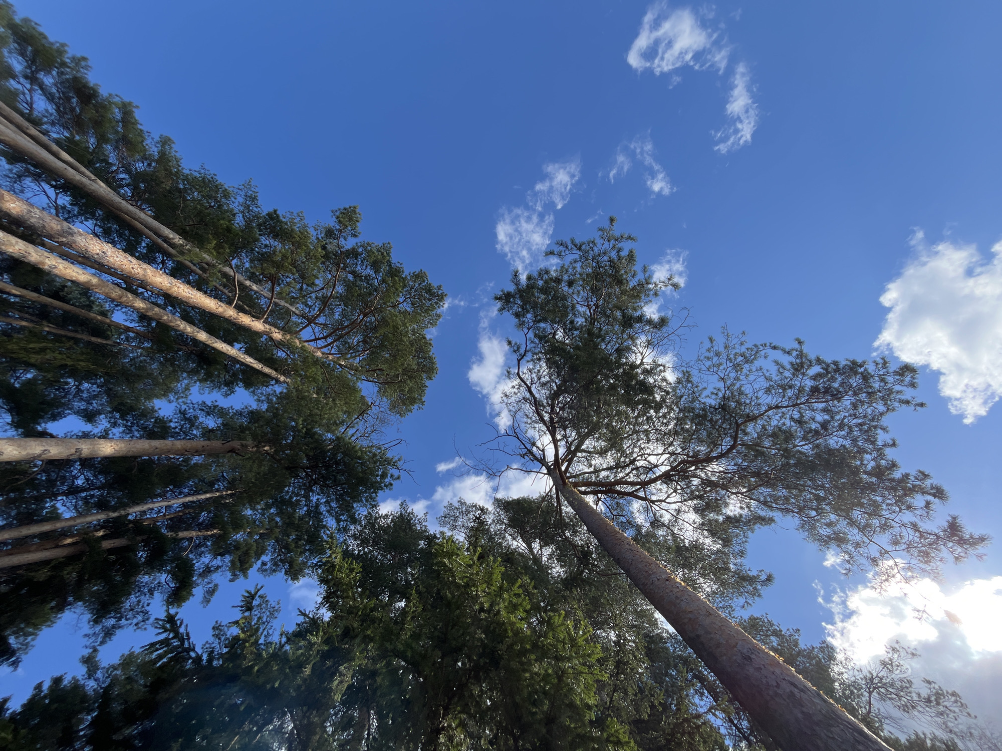 The image shows a view looking upwards into the sky through trees. The sky is bright blue with scattered white clouds. Several trees are visible from the base of their trunks up to their branches. The trunks appear to be pine trees, with green needles on their branches. The sun is shining brightly, causing some lens flare in the lower right corner of the image. The location, Chaikovsky, Russia, is not verifiable solely from the image content.
