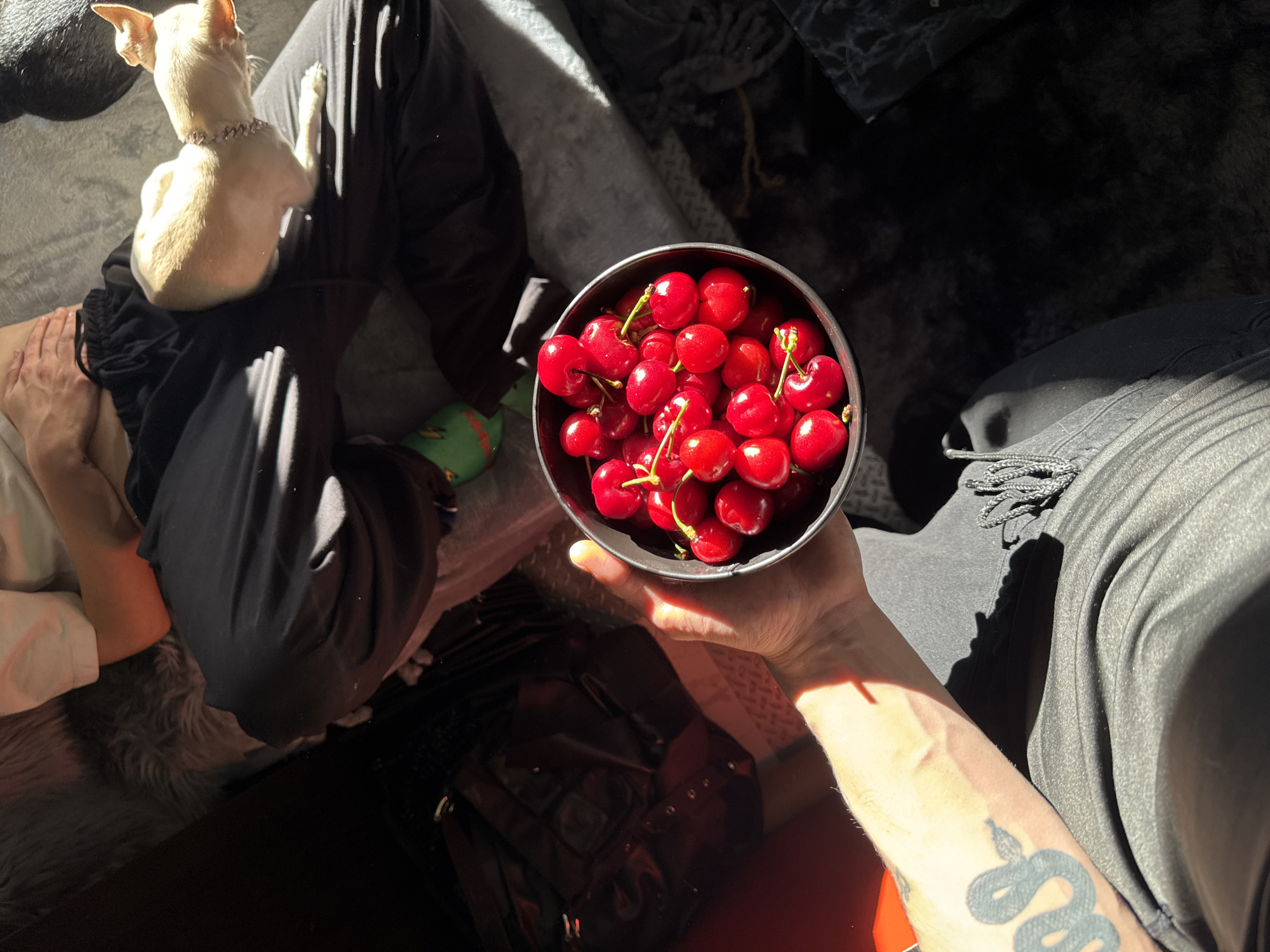 The image presents a first-person perspective of a person holding a bowl full of red cherries. The person is seated, wearing black sweatpants, and has a tattoo of a snake on their arm. A small dog with a collar is sitting on the lap of another person next to them. A black backpack rests on the floor near the person holding the cherries. The lighting suggests a sunny day, with sharp shadows. The exact location within Sofia, Bulgaria, cannot be determined from the image.