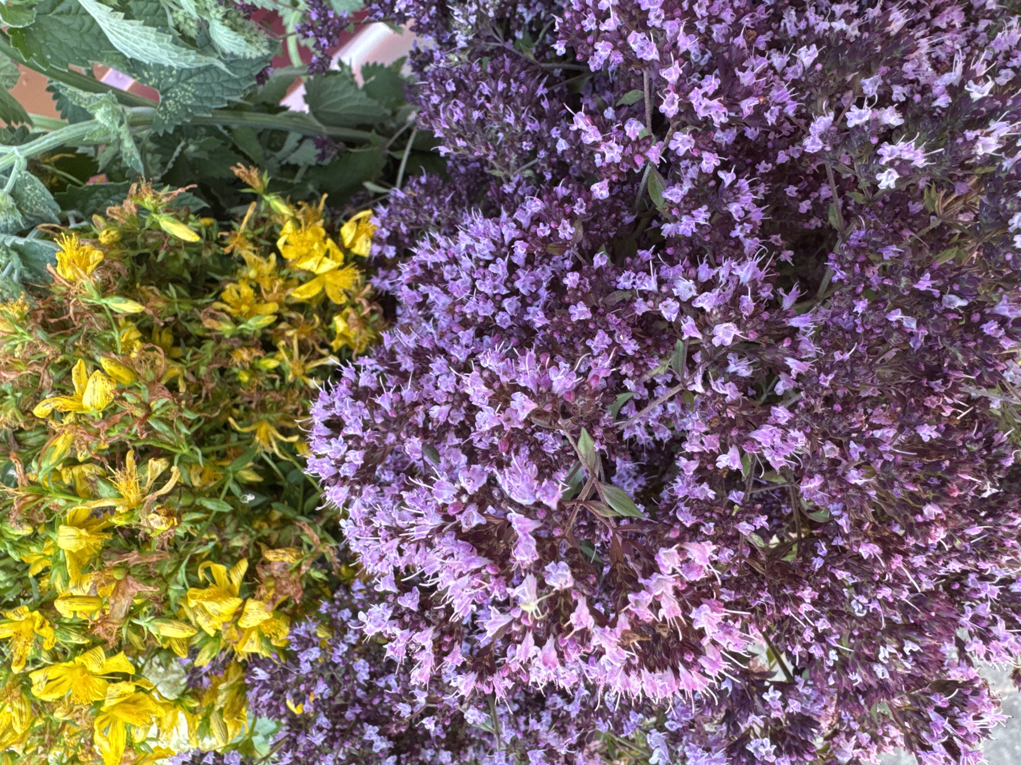 The image is a close-up, overhead view of a bouquet of fresh herbs. The foreground is dominated by clusters of small, lavender-colored flowers with visible white stamens, likely oregano or thyme. Behind this, in the upper portion of the frame, are sprigs of bright yellow flowers, possibly St. John's wort, interspersed with green leaves and some dried brown foliage. To the right, a few tall, leafy green stalks are visible, appearing lighter in color and texture than the other herbs. The lighting suggests an outdoor setting, likely during daylight hours. There are no people or discernable structures in the image, and no specific details indicate a location within the city of Krasnyy Klyuch, Russia.