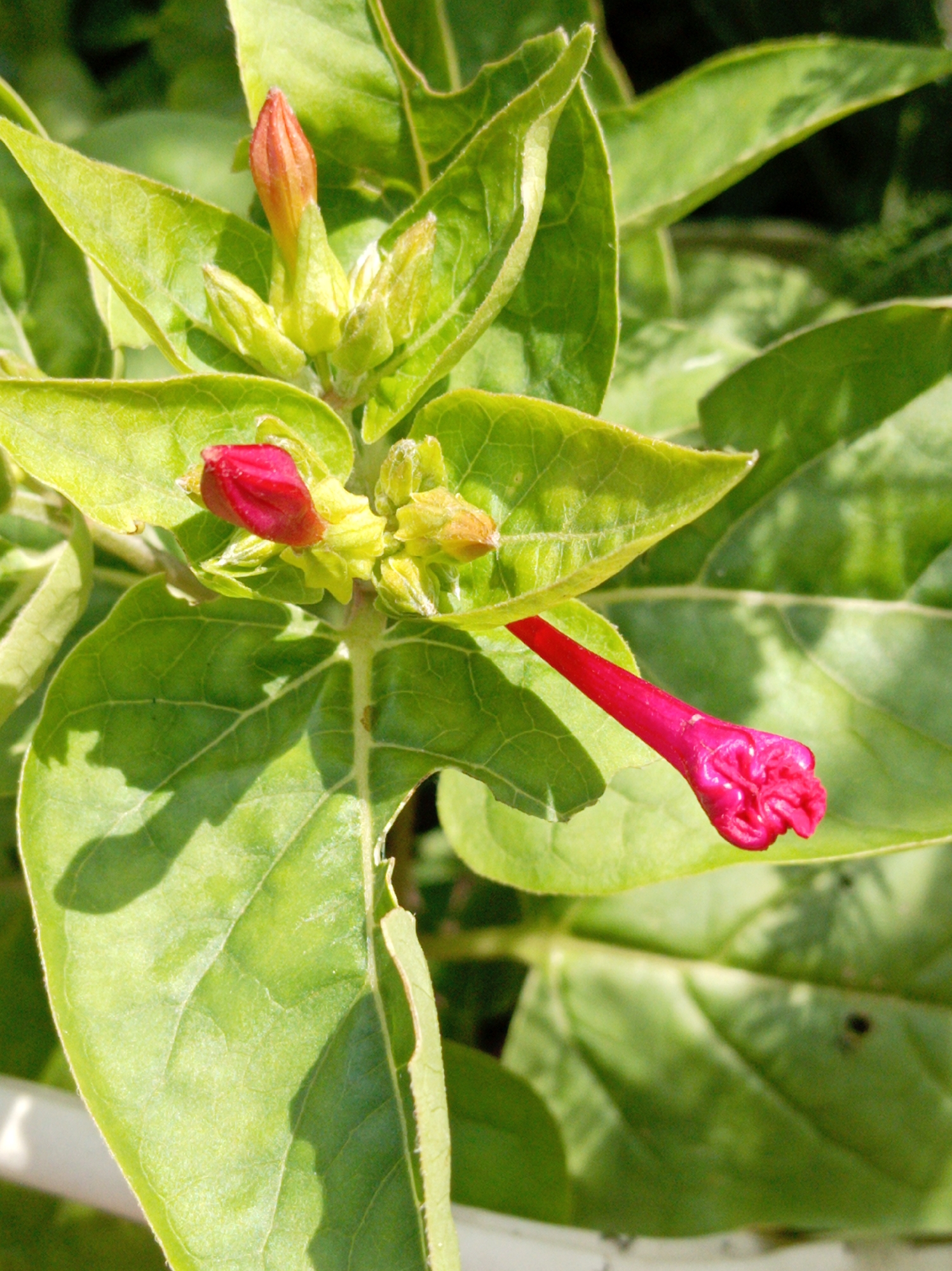 A close-up, eye-level shot captures the vibrant pink buds and opening flower of a Mirabilis jalapa plant, commonly known as the four o'clock flower. The plant is situated outdoors, with large, green leaves forming the backdrop. Sunlight casts shadows on the leaves, highlighting their textured veins. The scene is devoid of any human presence or activity. The specific location within the city of Artyom, Russia, is not discernible from the image alone.