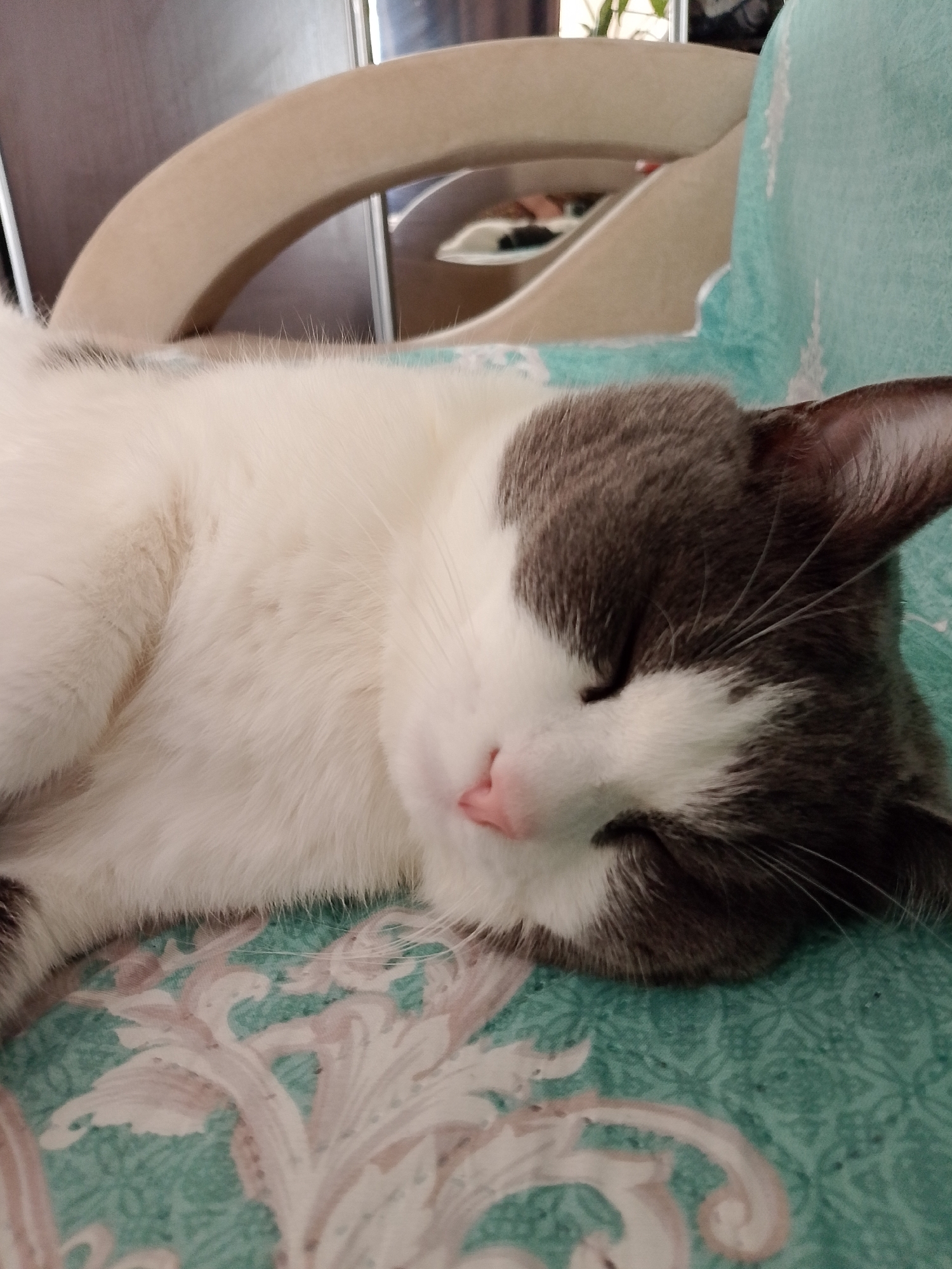 A close-up, eye-level shot shows a domestic shorthair cat sleeping on a teal and pink patterned surface. The cat is predominantly white with grey markings on its head and ears, and its eyes are closed. Its nose is a delicate pink, and its whiskers are visible. The background is blurred, but appears to be an indoor setting with furniture. The image was taken in Nefteyugansk, Russia.