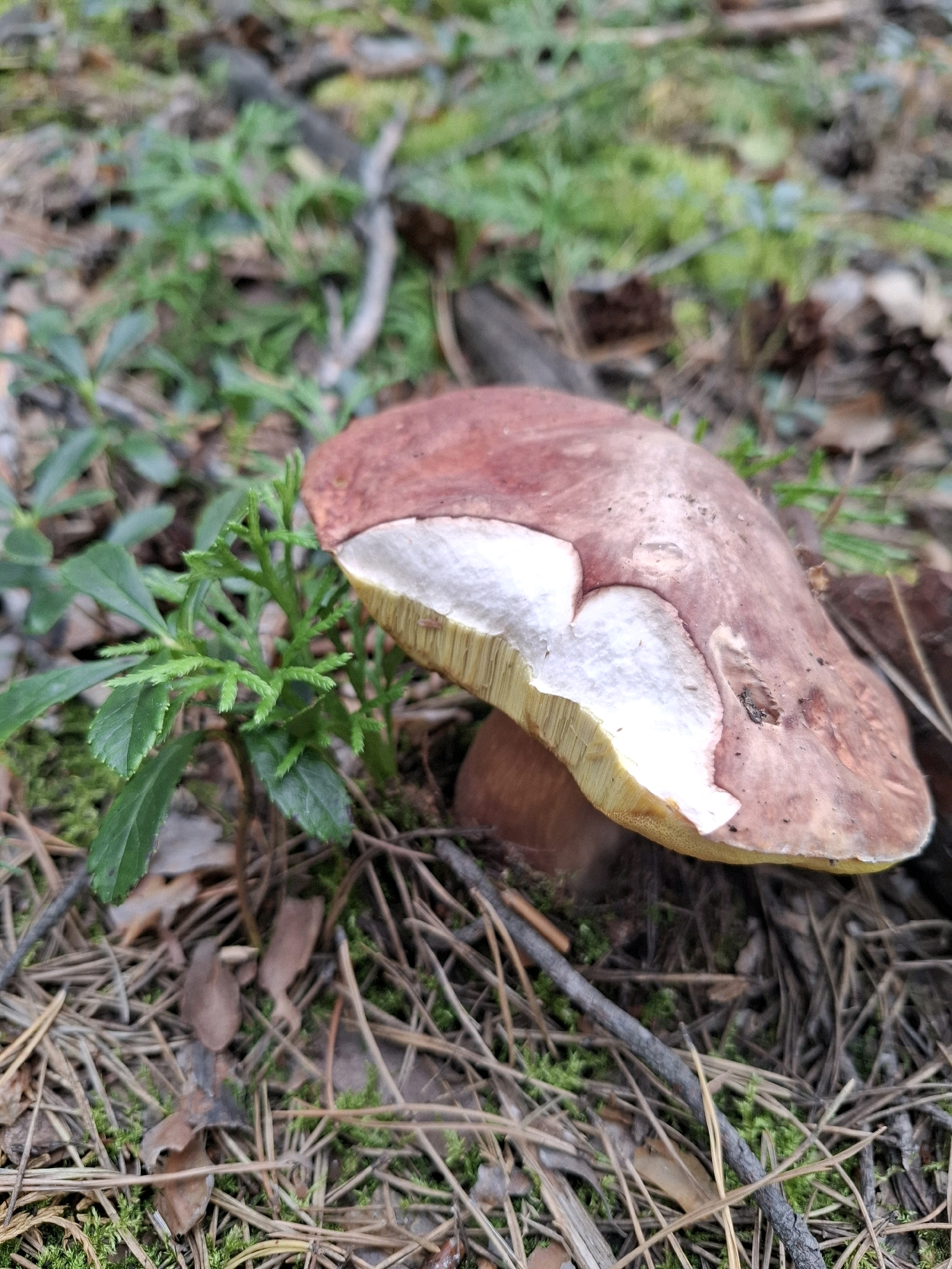 A close-up, eye-level shot captures a single, large mushroom with a reddish-brown cap and a white, porous underside, its stem partially visible. The mushroom is growing on the forest floor, amidst a bed of pine needles, small green plants, and moss. The background consists of more muted green foliage and fallen brown leaves, suggesting a natural woodland environment. There are no people or animals visible in the frame, and no evidence of human activity beyond the presence of the mushroom. The overall impression is one of a still, natural scene. The location is identified as the city of Винзили, Russia.