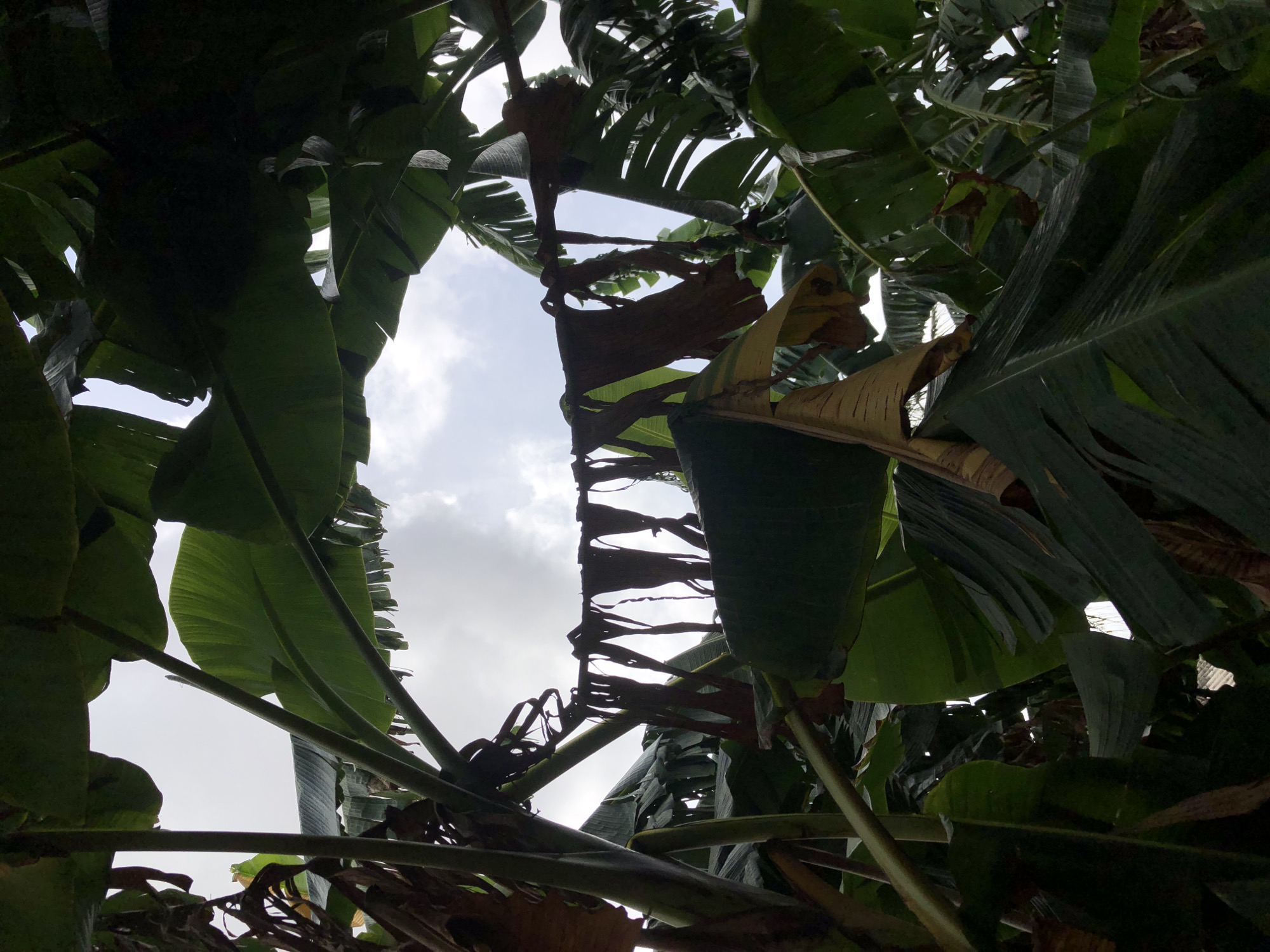 The image depicts a view looking up through a dense cluster of banana leaves, allowing a glimpse of a cloudy sky. The leaves are predominantly green with some brown, dried sections, and appear to be heavily shredded around the edges. The stems of the banana plants are visible, adding to the tangled composition. There is no explicit information about the location within the city of Unknown, Unknown, or any details about people, subjects, objects, actions, or interactions. The environment is characterized by the lush, overgrown foliage of banana plants.
