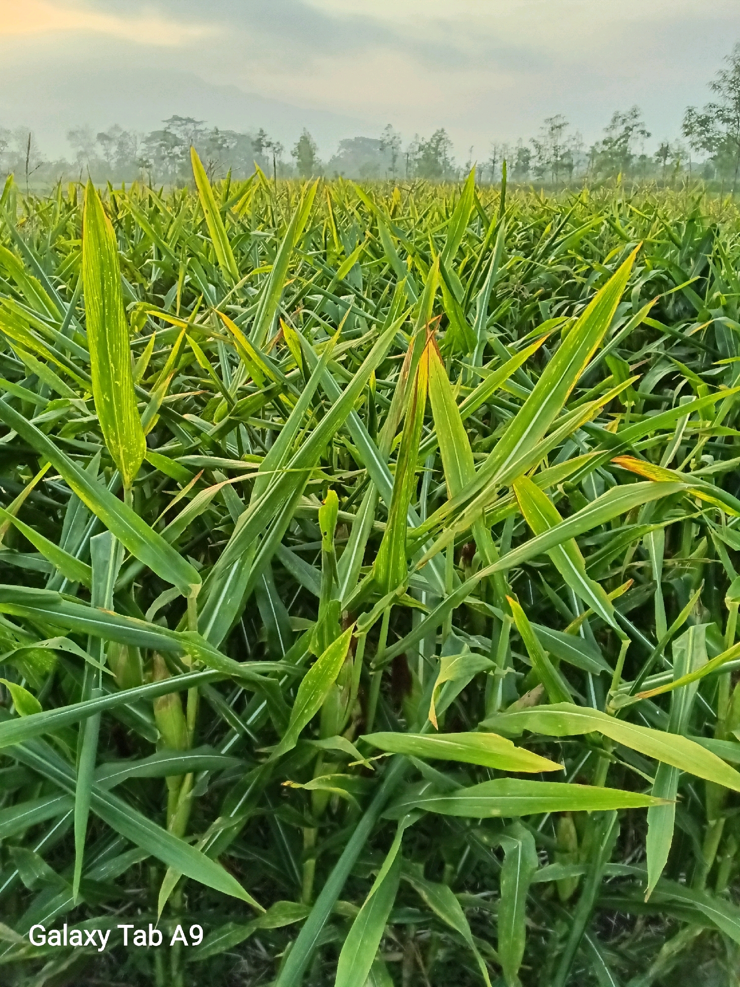 The image shows a field of green crops, likely corn or sorghum, in Bendo, Indonesia. The crops are dense and tall, with long, slender leaves. The leaves are a vibrant green, with some showing yellowing at the tips. The field extends into the distance, where a line of trees can be seen against a hazy sky. The sky is overcast, with hints of soft light breaking through. The overall impression is one of a lush, rural landscape at dawn or dusk. The foreground shows a watermarking of "Galaxy Tab A9".