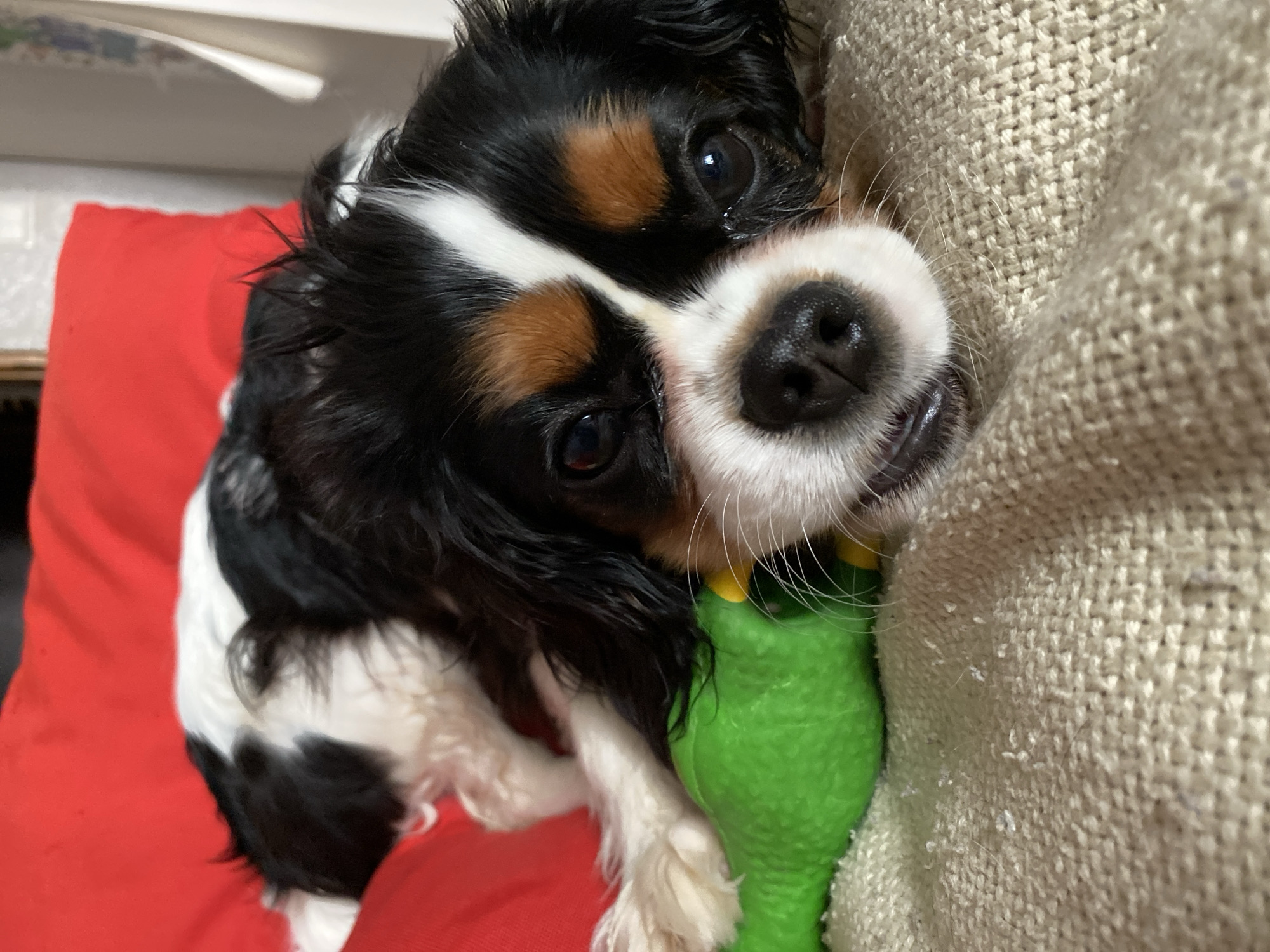 A Cavalier King Charles Spaniel dog is pictured lying on a red cushion, partially obscured by a textured beige fabric, possibly a blanket or couch. The dog's head is prominent, with its characteristic tricolor pattern (black, white, and tan). It is looking directly at the camera. The dog is holding a green toy in its mouth. The setting is indoors and the location is not explicitly specified in the image. There is no mention of Votkinsk, Russia.