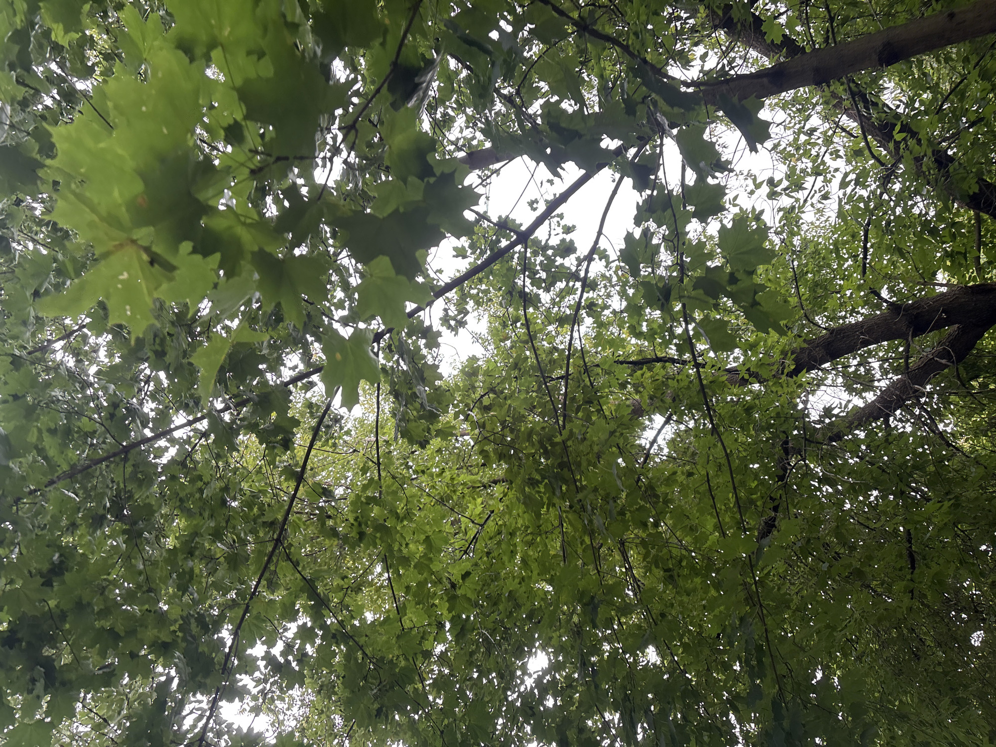 The image shows an upward view through a dense canopy of green maple leaves and branches against a bright, overcast sky. Several tree trunks are visible, with rough bark textures. The scene is characterized by the overlapping of leaves and branches, creating a textured, shaded environment. The lighting is diffused and even, suggesting a cloudy day. There are no people or animals visible in the image. The image was captured in Sverdlovskiy, Russia.