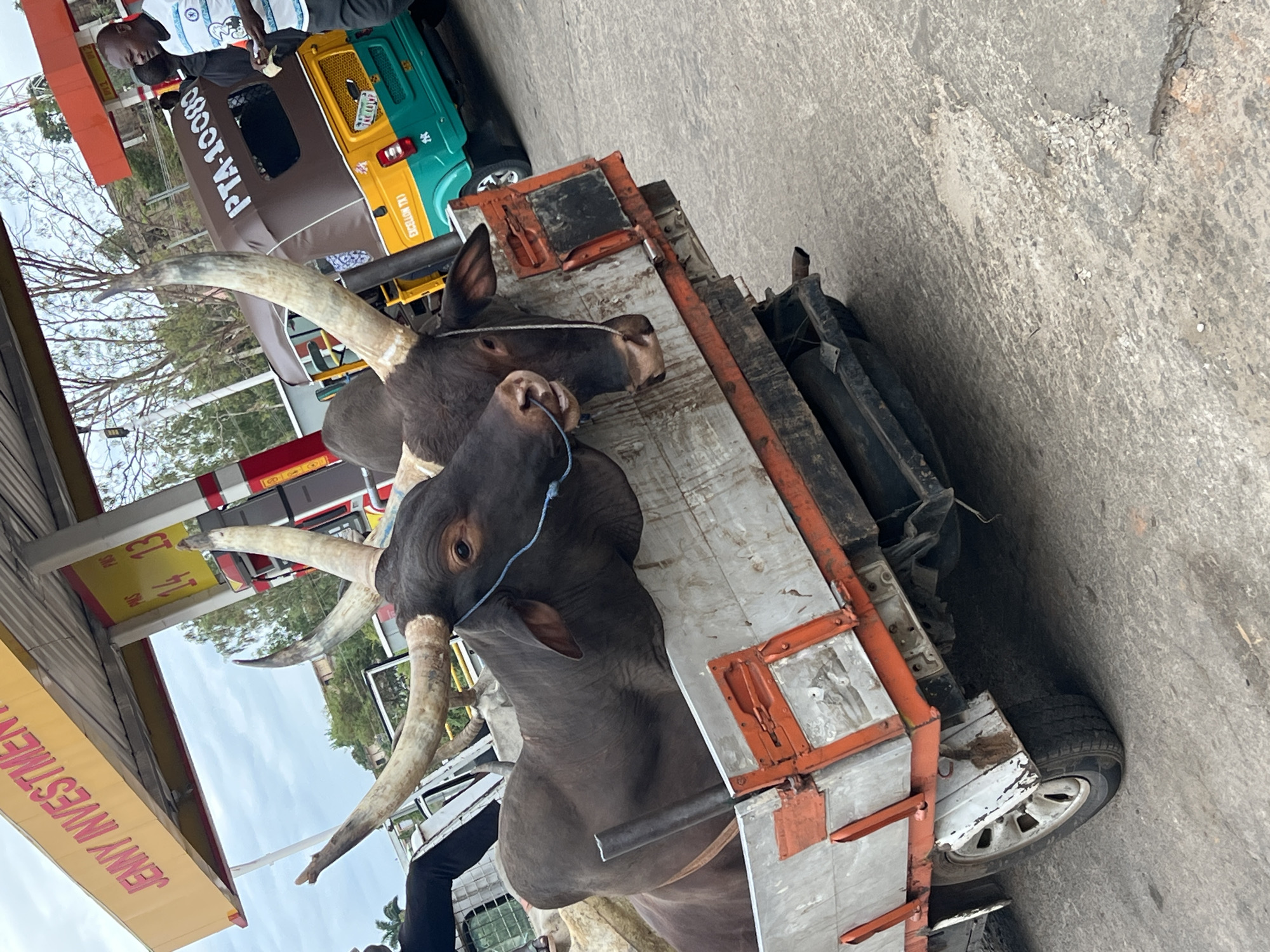 The image shows two dark-colored Ankole-Watusi cattle with large horns tied with a blue rope and lying down on the bed of a truck. A yellow sign with pink lettering "JENNY INVESTMENT" is visible in the background. Also visible in the background are people and a three-wheeled vehicle with the license plate "PTA-1000D". The photograph appears to have been taken in Jos, Nigeria. The setting appears to be a street or commercial area.
