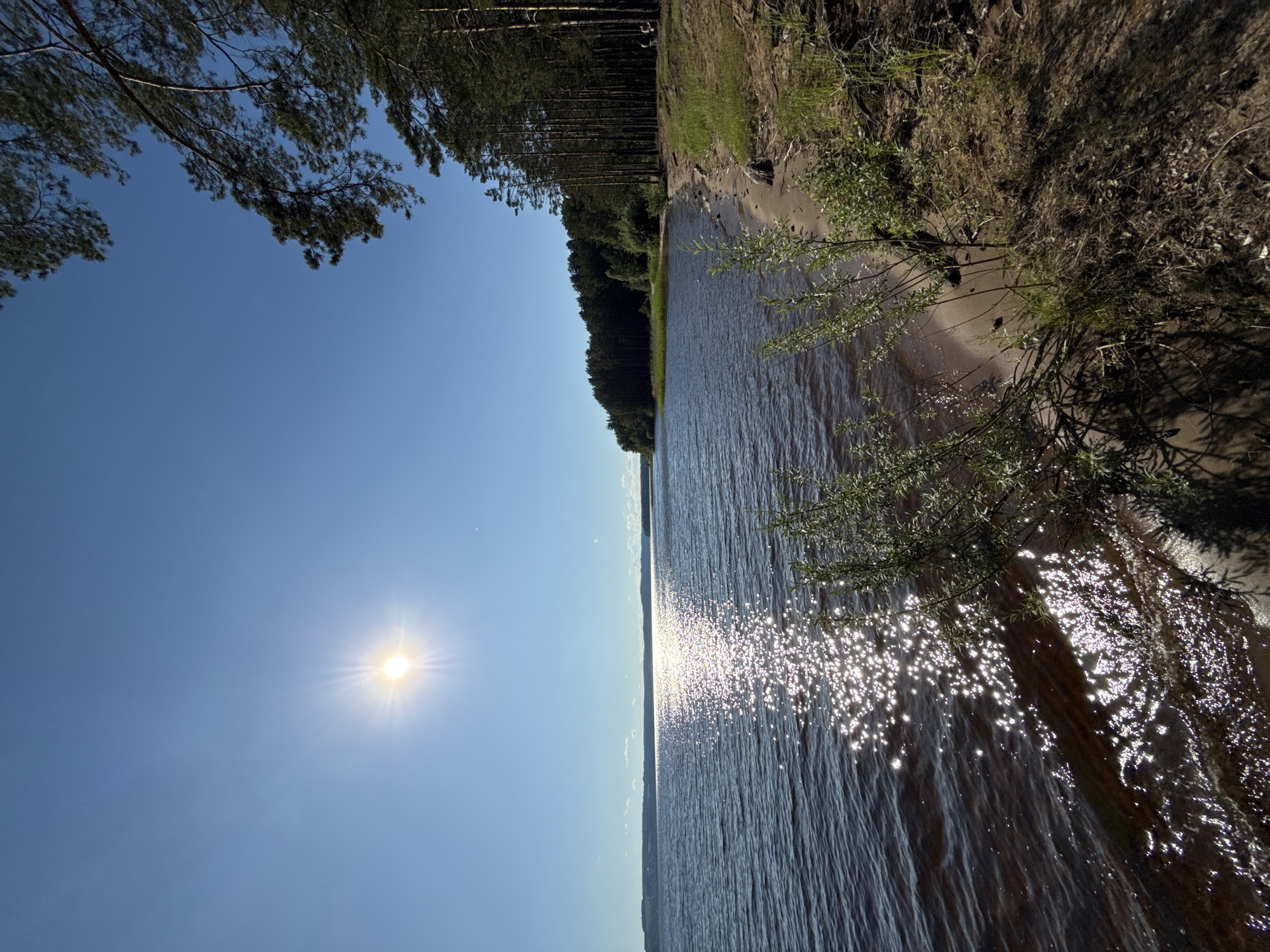 This is a landscape photograph taken on a sunny day at a lake in Gora (Khokhlovskoe S/P), Russia. The image captures a serene natural scene with a clear blue sky and the sun prominently featured, casting a bright glare on the water. The lake occupies the left side of the frame, with its dark blue surface reflecting the sunlight in a shimmering pattern. The right side of the image shows a sandy shoreline fringed by a dense forest of tall pine trees. The trees are dark green and create a strong vertical line along the horizon. In the foreground, there are a few small bushes and grasses growing on the sandy bank. The overall impression is one of tranquility and natural beauty, typical of a summer day in a rural Russian setting.