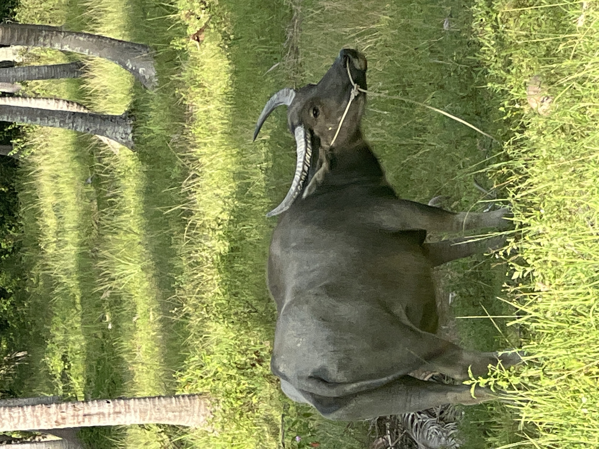 A water buffalo stands in a grassy area with scattered palm trees. The buffalo is dark gray, with prominent curved horns. A rope is tied around its snout. The environment is lush green with dappled sunlight filtering through the trees. The scene is located in Ko Pha-ngan District, Thailand.