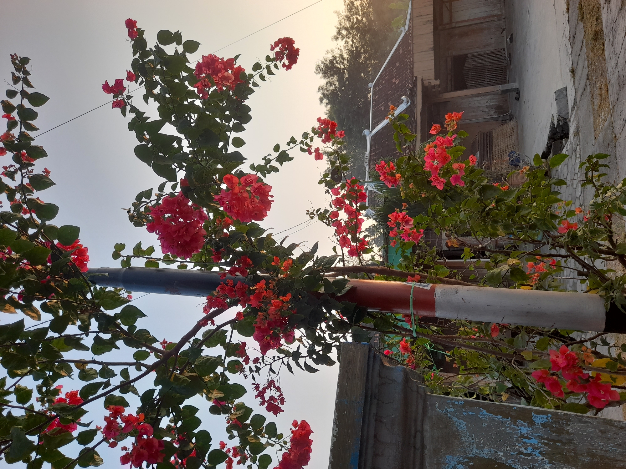 The image captures a vibrant bougainvillea plant with bright pink and red flowers, its branches extending across a pale sky. A dark grey pole, marked with a red and white band, stands prominently in the foreground, intertwined with the plant's foliage. To the right, a traditional Indonesian house with a brown tiled roof and wooden shutters is visible. The house appears to be located in Pulokulon, Indonesia, indicated by the style of architecture and the surrounding vegetation. The ground is paved with grey concrete and stone. The lighting suggests it is either early morning or late afternoon, with a soft, diffused light illuminating the scene. No people are present in the image.