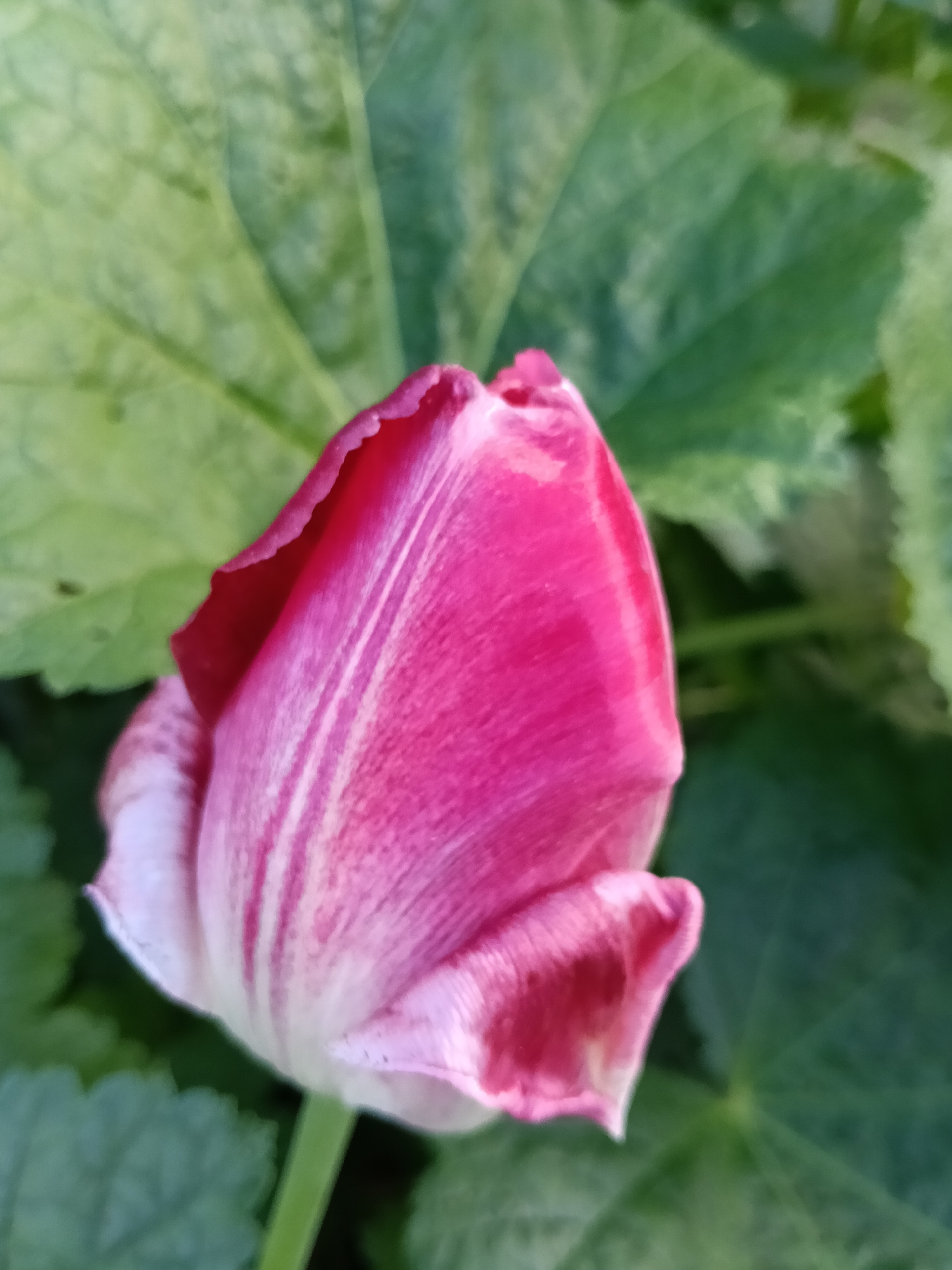 A close-up shot of a pink tulip bud with white stripes, set against a background of green leaves. There is no evidence to support that this image was taken in Красный Маяк, Russia.