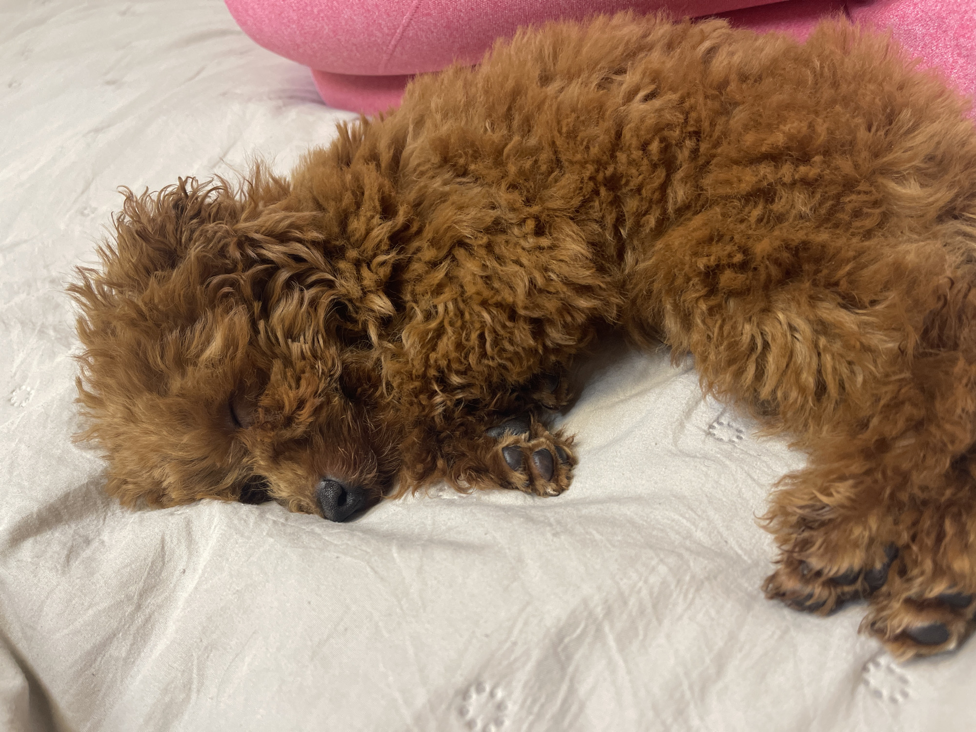 A brown poodle is sleeping on a white, slightly wrinkled surface, likely a bedsheet or blanket. A pink object is visible in the upper left background, possibly a pillow or cushion. The dog is lying curled with its head resting on the surface, revealing its dark nose and closed eyes. The paws are also visible near its head. The scene appears to be indoors, but location details such as the city of Sofia, Bulgaria, cannot be inferred from the image.