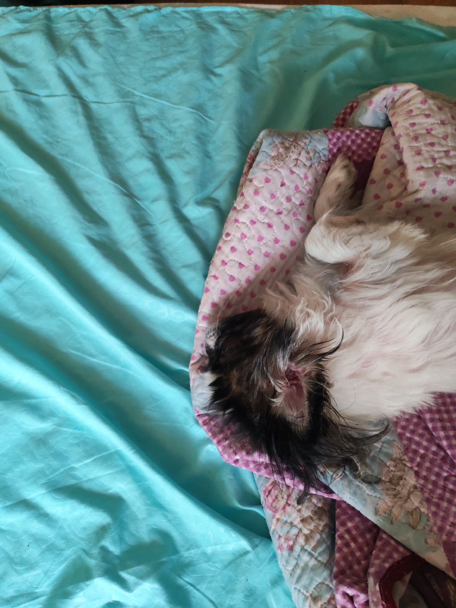 The image shows a close-up, high-angle view of a dog sleeping on a blanket. The dog, which appears to be a small breed with white and dark fur, is curled up on a pink and purple patterned quilted blanket. The blanket is situated on a textured turquoise fabric, possibly a sheet or another blanket, which fills the left side of the frame. The lighting suggests an indoor setting. The scene does not contain any elements that can be used to determine its specific location within Izhevsk, Russia, or any other geographical information.