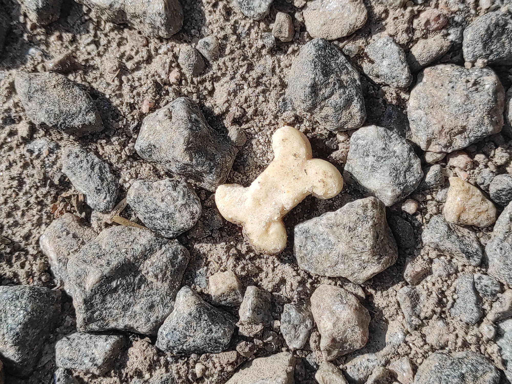 An overhead, close-up shot captures a single, cream-colored dog biscuit in the shape of a bone, resting on a bed of gravel and dirt. The biscuit is positioned slightly off-center, to the left, and is surrounded by various sized rocks of gray, white, and brown hues. The ground appears dry and dusty, with some smaller pebbles and sand filling the spaces between the larger stones. The lighting suggests a bright, outdoor environment, possibly during the day. There are no people or other animals visible in the frame.