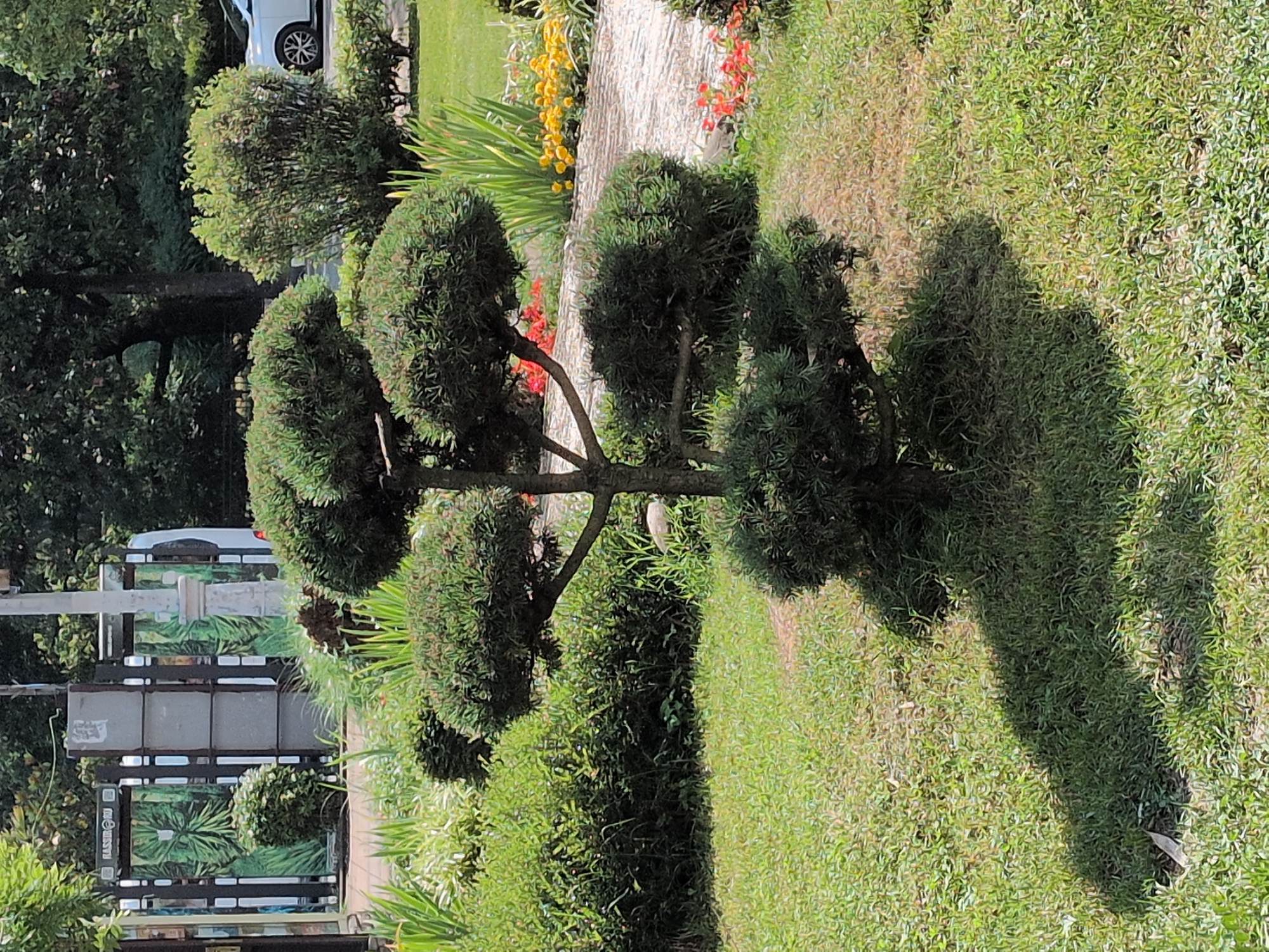 The image depicts an outdoor scene with a focus on a carefully pruned, multi-tiered evergreen bush in the foreground. The bush has a bonsai-like appearance, with its branches and foliage sculpted into distinct rounded sections. Behind the bush, a patch of sunlit grass is visible, casting a strong shadow from an unseen object, likely another tree or structure.
In the background, several elements suggest an urban or suburban setting. To the left, a white vehicle, possibly a car or SUV, is partially visible, parked on a paved surface. Further left, a multi-paneled structure, appearing to be a bus stop shelter or information kiosk, is present. This structure has glass panels displaying what look like botanical or landscape images. The overall setting appears to be a well-maintained public area or garden, given the presence of manicured plants and the street furniture.
The lighting suggests a bright, sunny day, likely midday or early afternoon, due to the sharp contrast and distinct shadow. There are no people visible in the image, and the scene conveys a sense of calm and stillness. The time of day and weather conditions are not explicitly stated but can be inferred from the lighting. The location is not identified, but the elements present offer subtle clues about a developed area. No text is clearly legible within the image.
