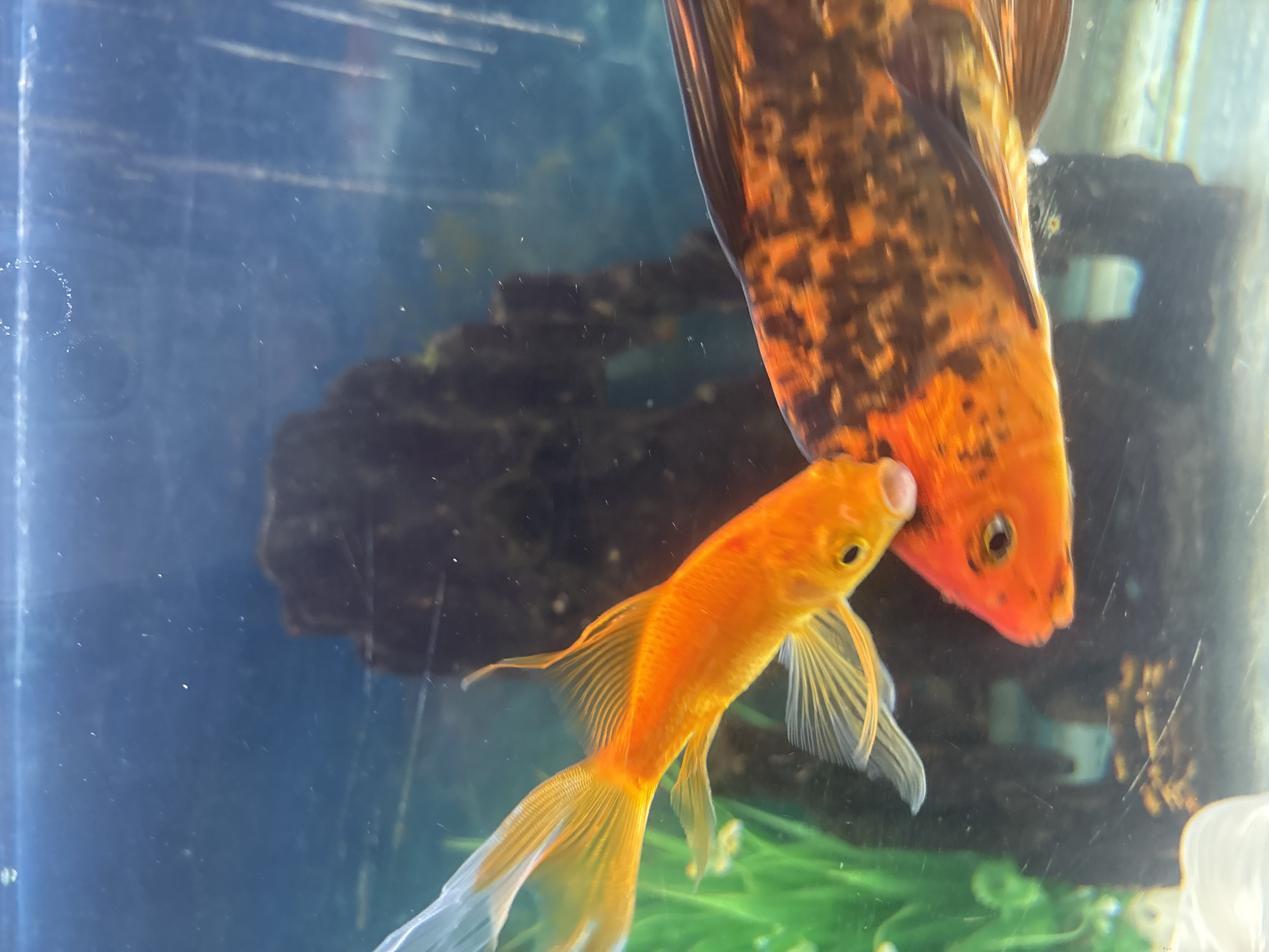 An extreme close-up shot shows two koi fish in an aquarium. The fish are positioned nose to nose, with the smaller, brightly colored orange fish touching the head of the larger, mottled orange and black fish. The water is a deep blue, and the background is dark with a blurred rocky structure. Green aquatic plants are visible on the left side of the image.