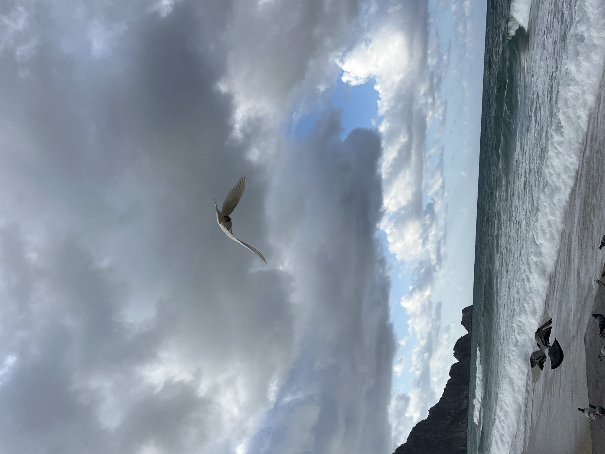 The image shows a cloudy sky above a beach in Alanya, Turkey. The sea has waves crashing onto the shoreline. A rocky headland rises from the beach. A flock of pigeons occupies the right side of the shore. One white bird is flying amidst the clouds.