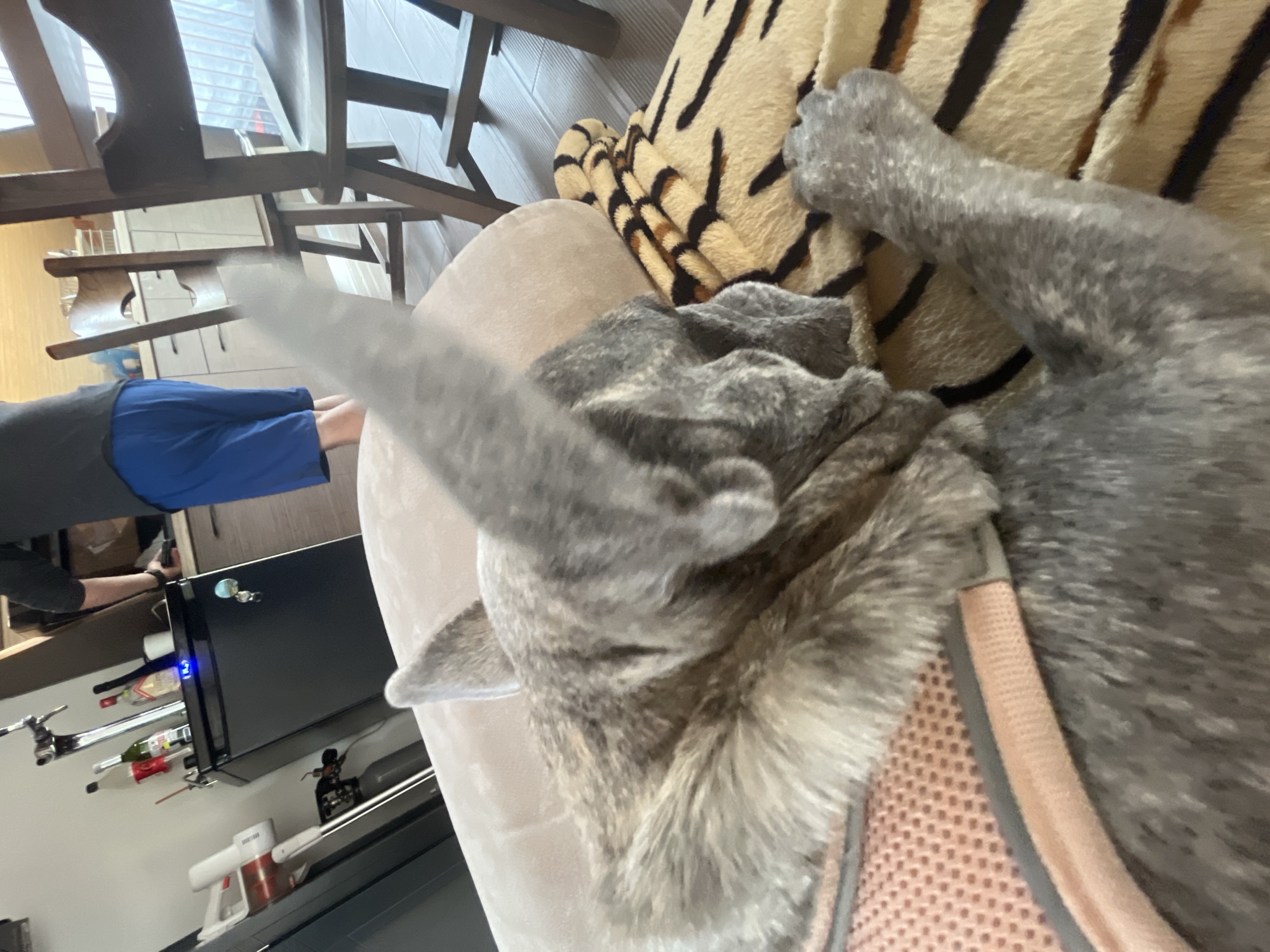 The image, captured from a low angle, prominently features a brindle or grey-furred dog, likely a French Bulldog, resting on a light-colored couch or pet bed. The dog's head, an ear, and a front paw are visible, with part of its body covered by a tan and black tiger-print blanket. The dog appears relaxed and is wearing a pink mesh harness with grey trim.
In the background, a person is standing, visible from the waist down, wearing blue shorts and a dark shirt, with bare feet. Behind the person, there is wooden furniture, possibly chairs or part of a staircase. Further into the background, a black mini-fridge or cooler with a glowing blue light is visible, stocked with various bottles, including wine and liquor, and bar tools. Below the fridge, a white and red handheld vacuum cleaner rests on a surface.
The scene is set indoors, suggesting a home environment, possibly a living room or an open-plan area that includes a kitchen or bar space. The natural lighting indicates it is daytime. The dog appears to be resting peacefully. There is no visible text in the image.