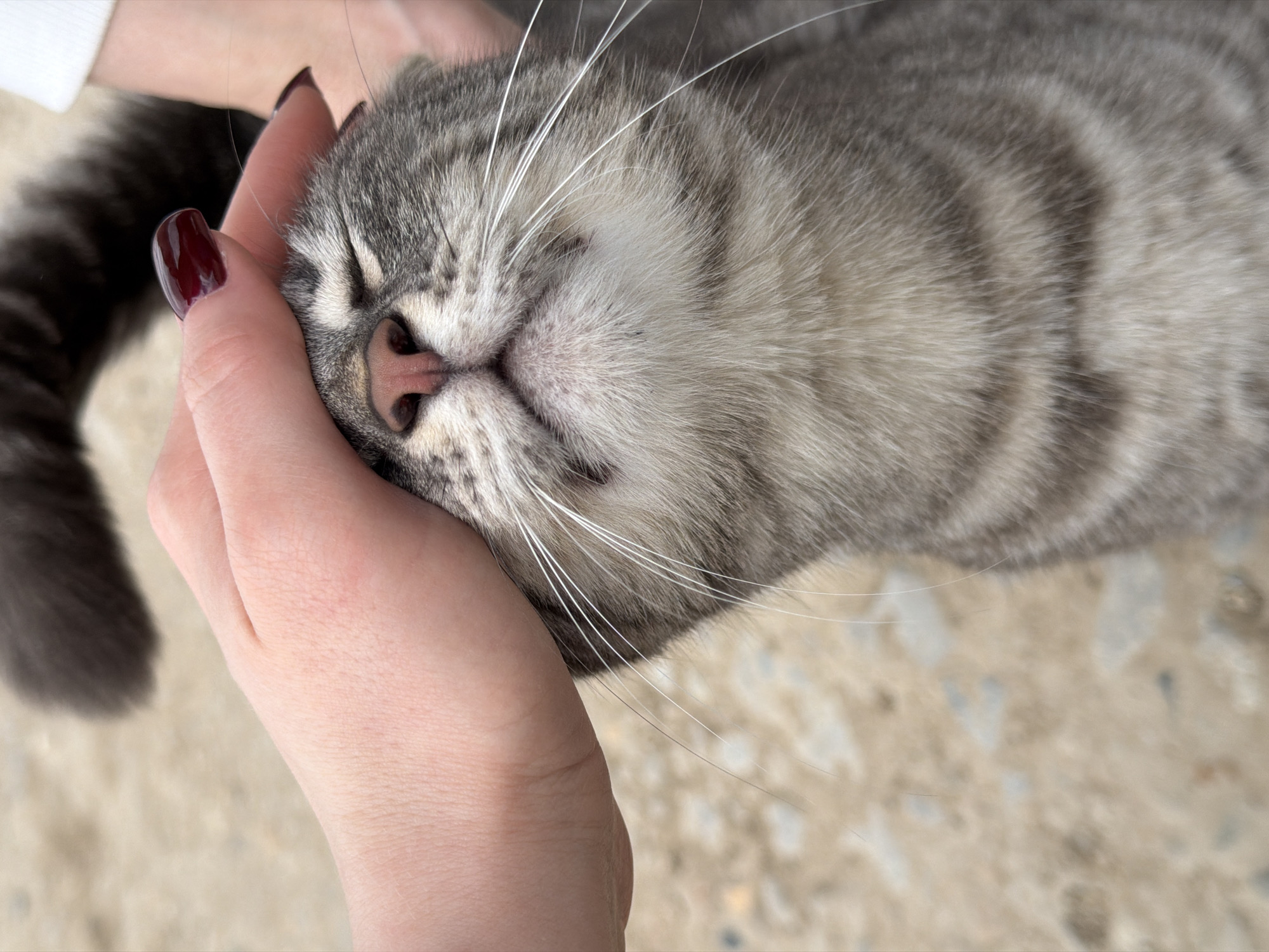 A close-up, vertical image depicts a human hand petting the head of a grey and white tabby cat. The hand, with light skin tone, features manicured fingers with dark red polish on the fingernails. The cat's eyes are closed, its pink nose is visible, and prominent white whiskers extend from its muzzle. The cat's fur shows distinct dark grey tabby stripes and lighter grey underfur. A blurred, dark grey tail is partially visible in the upper background. The background consists of a light brown, out-of-focus surface, consistent with dirt or gravel. The scene is located in Rossiyskiy, Russia.