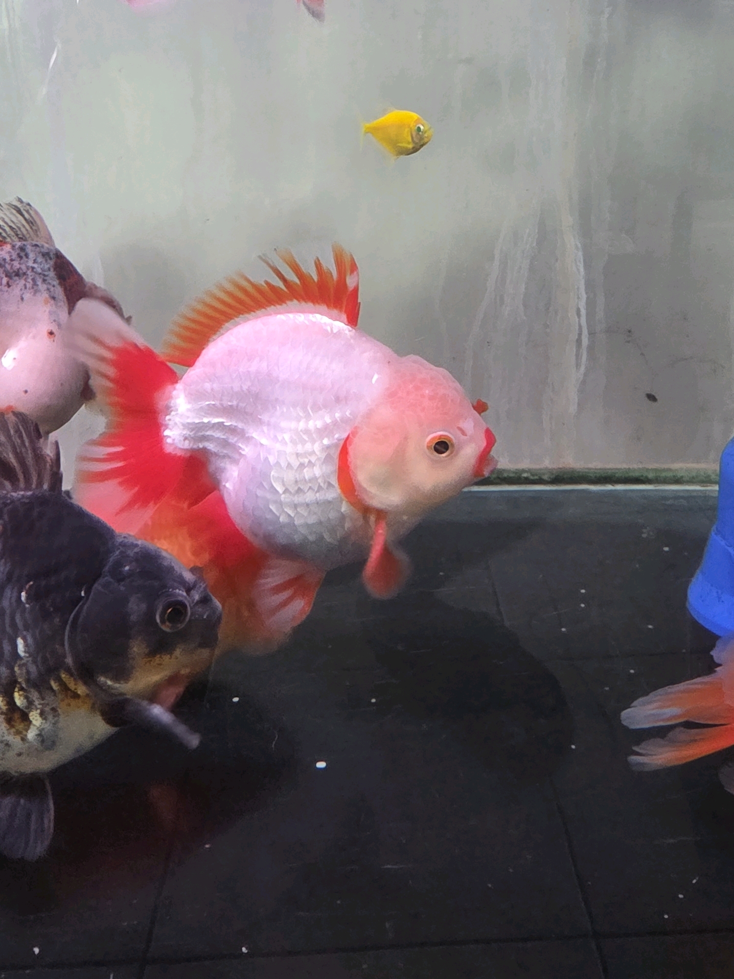 The image shows a close-up of a freshwater aquarium containing several goldfish. In the foreground, a black moor goldfish is partially visible on the left, with its distinctive protruding eyes and mouth slightly open. To its right, a large oranda goldfish with a prominent wen (fleshy growth on its head) is displayed, its body predominantly white and pink with bright red fins. Another goldfish, a white and pink fantail, is visible behind the oranda. In the background, a small, bright yellow fish swims near the surface. The aquarium has a dark substrate at the bottom and the water appears clear. The background wall of the aquarium is textured and appears to be made of concrete or a similar material. The image does not provide any specific indicators of its location within the city of Tanjung Pinang, Indonesia.