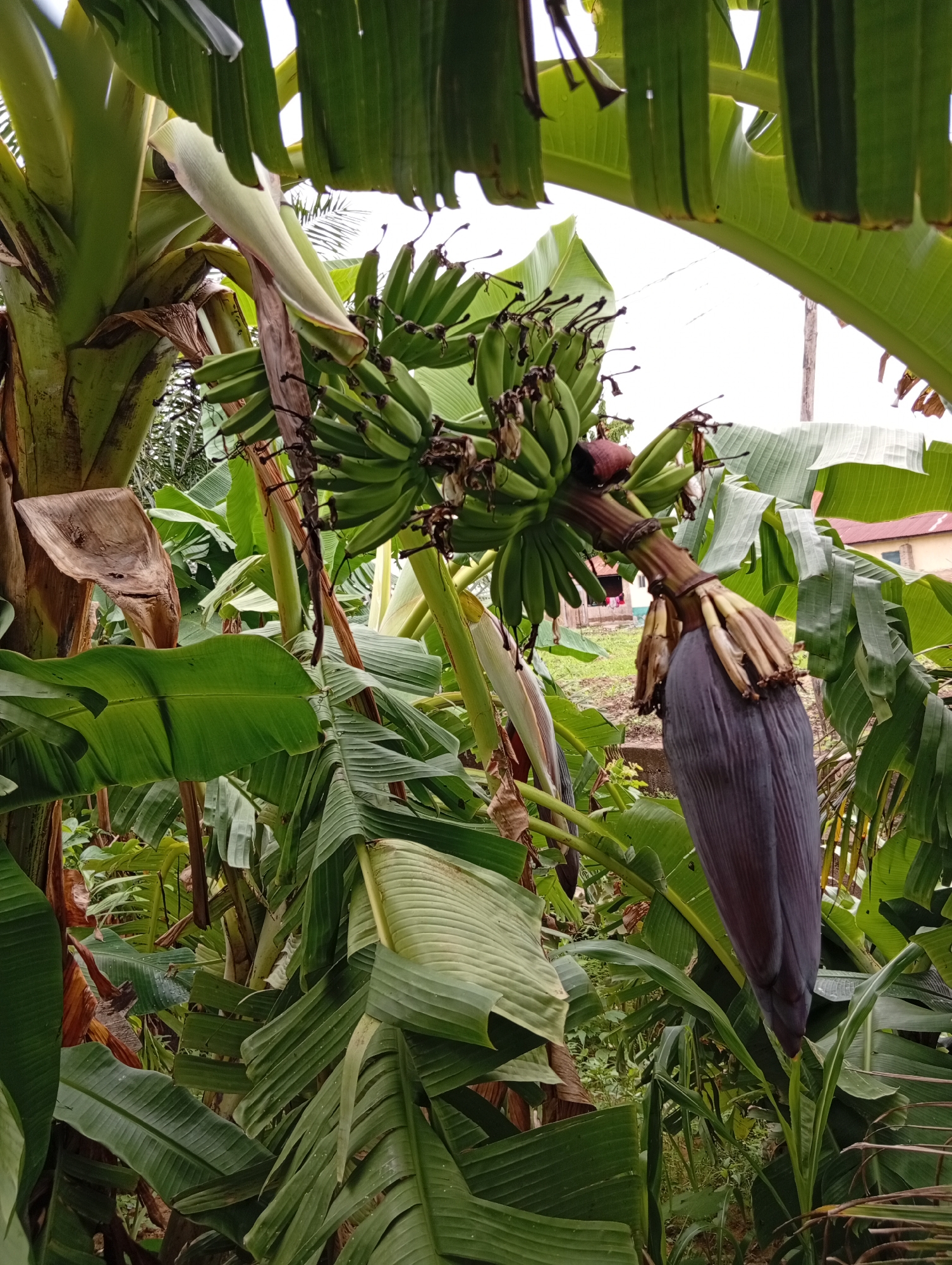 The image shows a close-up view of a banana tree with a bunch of green bananas and a large, dark purple banana blossom hanging from the stalk. The leaves of the banana tree are large and green, with some dry, brown leaves also visible. In the background, there are hints of a residential area with a building with a red roof. The setting appears to be outdoors in a tropical or subtropical environment, likely a garden or yard, given the presence of vegetation and the building. The time of day is not explicitly indicated, but the lighting suggests it could be daytime. The weather appears to be overcast or hazy, as the sky is bright but lacks direct sunlight. There are no people or animals visible in the image. No text is present. The overall scene depicts a natural environment with agricultural elements, common in Jalingo, Nigeria, known for its tropical climate and vegetation. The focus is on the details of the banana plant and its fruit and blossom.