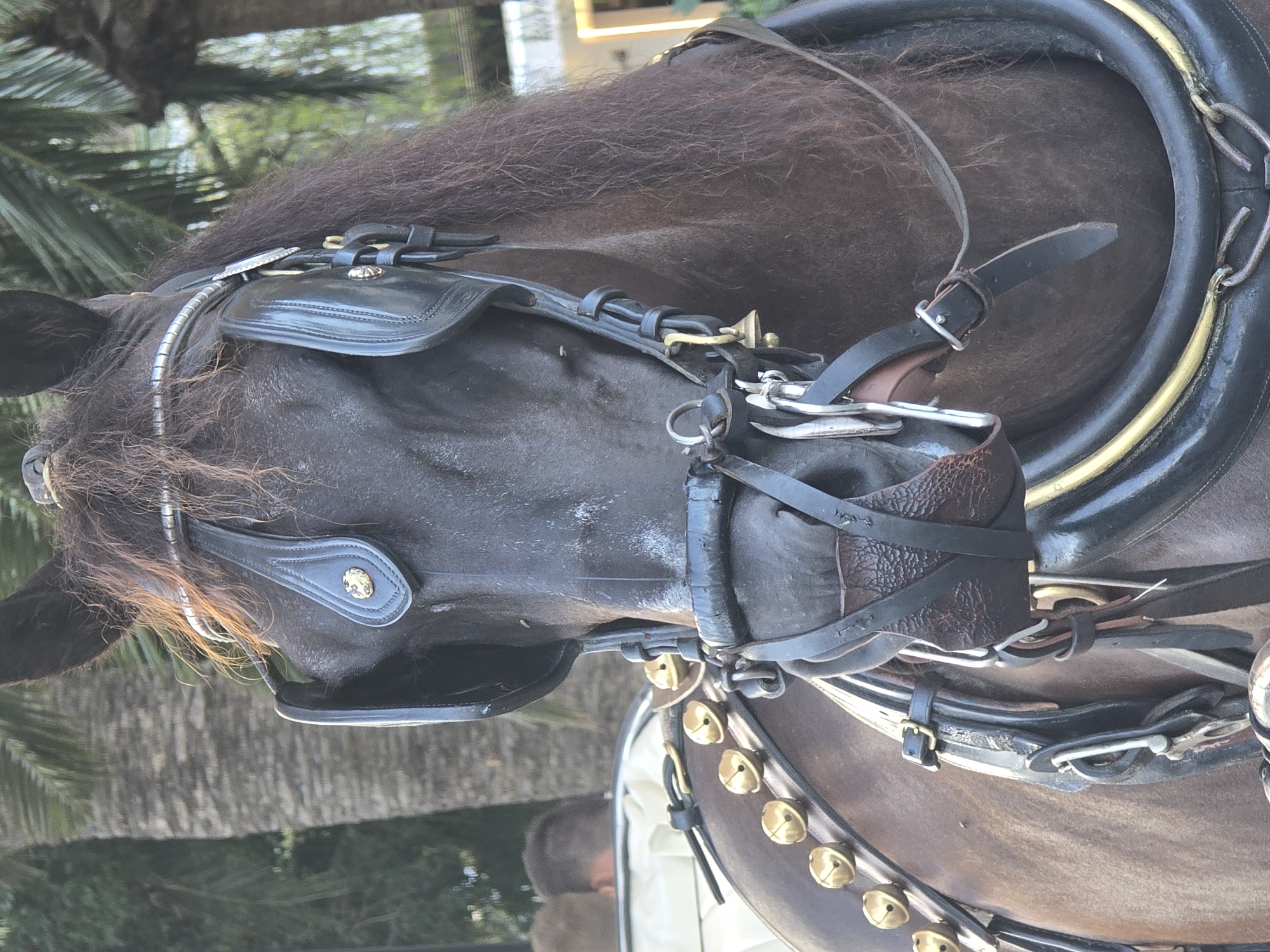 The image is a close-up, eye-level shot of a dark-brown horse's head and chest, wearing a black leather bridle and harness adorned with brass bells. The horse is equipped with blinders, preventing it from seeing to the sides. The bridle includes a bit and various straps. The harness is elaborate, with multiple straps and buckles, and features a decorative band with brass bells along the horse's chest. The horse's mane is long and dark brown.

In the background, out of focus, are palm trees with textured trunks, suggesting a warm climate. To the left, a portion of a white carriage or vehicle is visible, with a person's head and shoulders (wearing a dark shirt) partially visible in the distance behind it. To the far right, a blurry white structure with yellow lighting is barely discernible.

The scene appears to be outdoors, likely in a public area where horse-drawn carriages are in use. The overall impression is of a horse prepared for a carriage ride. While no explicit landmarks identify Mijas, Spain, the presence of palm trees is consistent with the climate of the region.