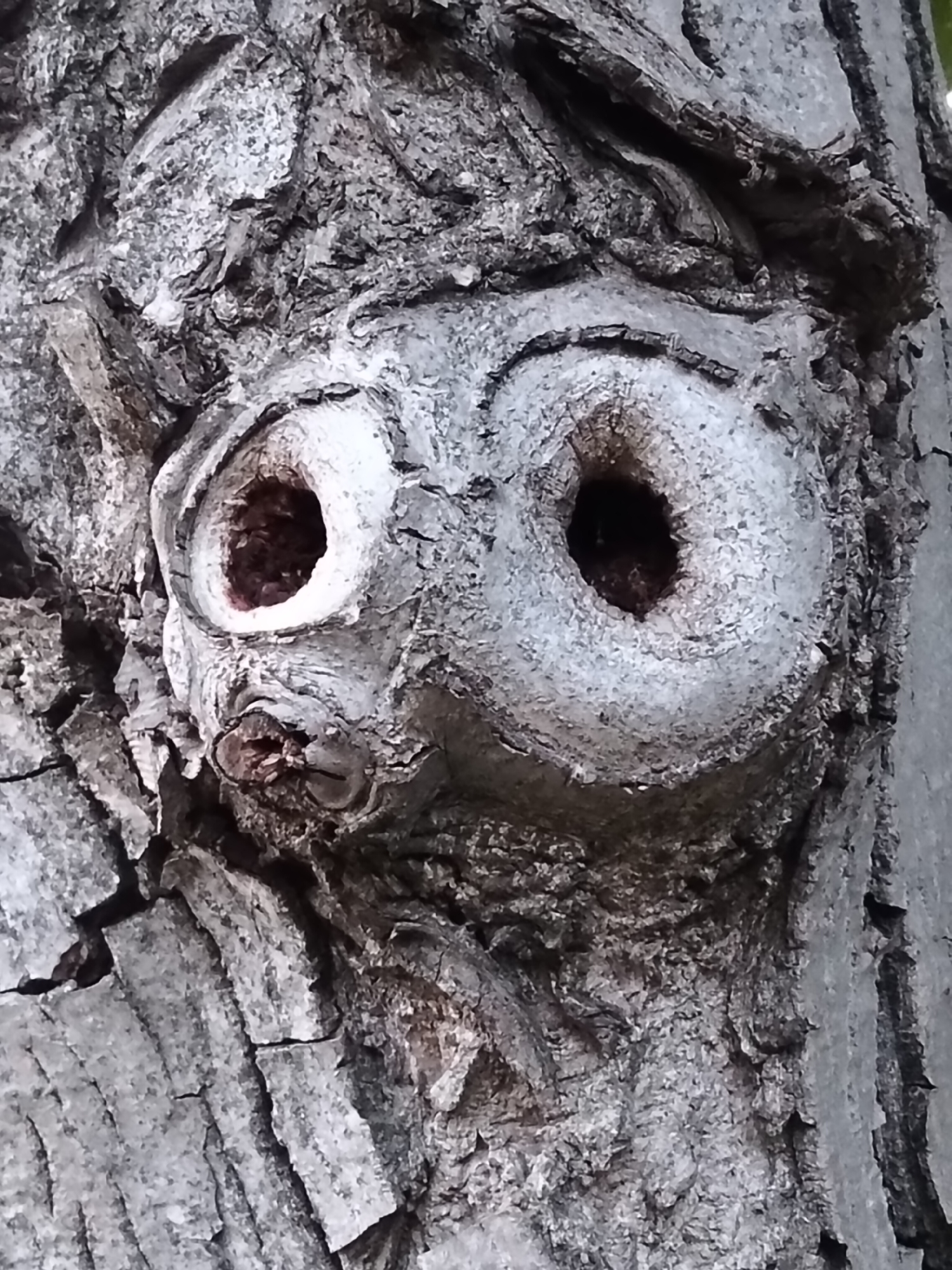 The image presents a close-up, vertical view of a tree trunk in Biliaivka, Ukraine, characterized by deeply furrowed and textured grey bark. Central to the frame are natural formations exhibiting pareidolia, strongly resembling a stylized face. Two distinct, circular knots serve as "eyes": the left eye is an oval indentation with a reddish-brown void at its center, while the right eye is a more perfectly circular, smoother knot with a deep black cavity. Below and between these "eyes," a smaller, irregular protuberance with a central cleft suggests a nose or mouth. The surrounding bark maintains a rough, cracked texture in varying shades of grey and charcoal. A blurred green element is visible along the upper right edge, indicating distant vegetation. No people, animals, or specific actions are depicted.