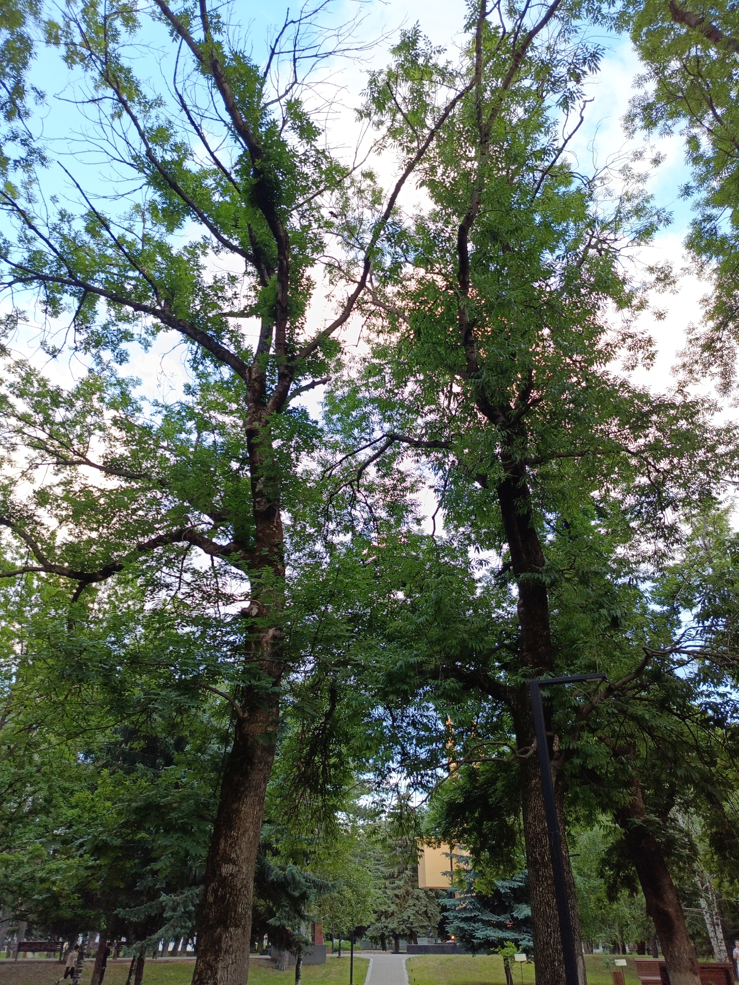 The image depicts an outdoor scene in a park or urban green space, likely in Ust-Dzheguta, Russia, based on the provided context. The focal point is on two large trees with dense green foliage, their branches reaching towards a pale blue sky with scattered white clouds. Sunlight filters through the leaves, creating dappled lighting.
In the background, a paved pathway leads into the distance, flanked by grass and other trees, including some evergreen varieties. A modern building with a light-colored facade is visible behind the trees on the left. A black lamppost is positioned near the base of one of the trees.
There are a few indistinct human figures in the lower portion of the image, appearing as silhouettes or blurred shapes, suggesting they are walking or standing in the park. One figure is clearly visible walking away from the camera on the left side, and another partial figure is seen on the far right. Benches are also present along the pathway. The overall impression is a peaceful, natural setting within an urban environment.