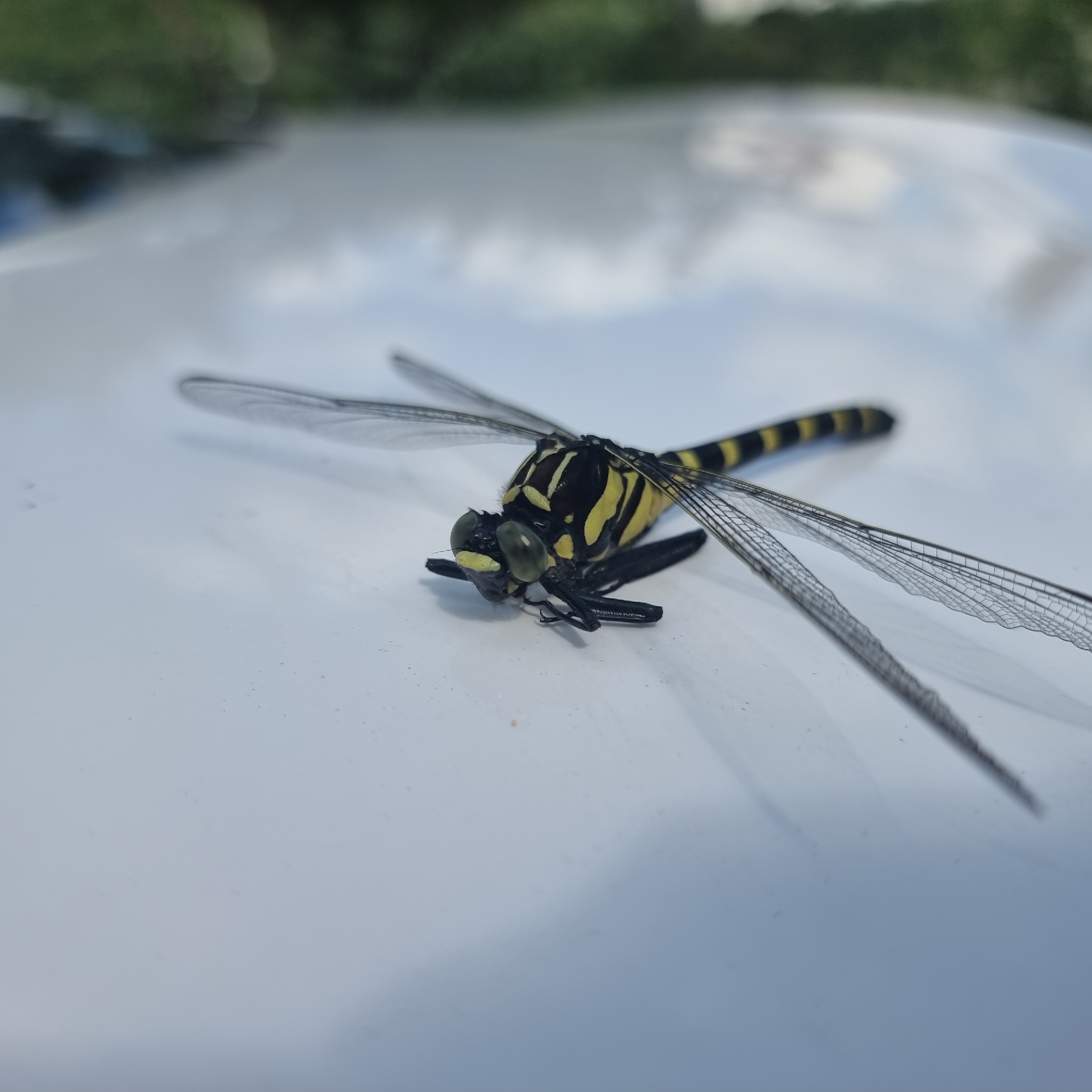 A deceased dragonfly, predominantly black with yellow stripes, lies on a pale, reflective surface, likely a car hood. The dragonfly is positioned head-down and slightly to the left of the frame, with its wings spread. Its large, green compound eyes are visible, as are its segmented legs and abdomen. The reflective surface shows soft, out-of-focus reflections of green foliage and a pale sky, suggesting an outdoor environment in Dunnae-myeon, South Korea. The surface itself appears to have a few small specks or dust particles.