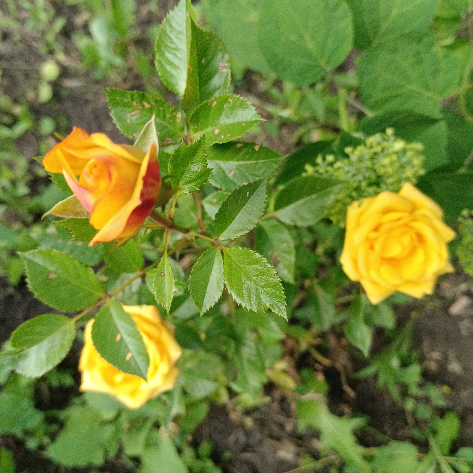 This is a close-up, high-angle outdoor shot of a rose bush with several yellow and orange roses in various stages of bloom. The roses are the primary subjects, with one bud prominently displayed in the upper left, showing a gradient of yellow to red on its petals. To the right and lower left, two fully bloomed yellow roses are visible. Lush green leaves with some minor spotting are scattered throughout the frame, and some tiny green buds are clustered in the background on the right. The ground appears to be dark soil with scattered green foliage, suggesting a garden setting. The lighting suggests it's daytime, and the overall mood is natural and serene. There is no visible text in the image. The location context is Novokuybyshevsk, Russia.