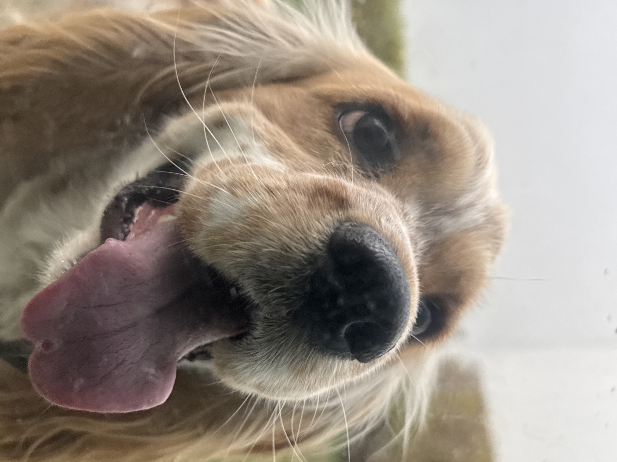 A close-up, low-angle shot of a light brown cocker spaniel. The dog's face fills the frame, with its black nose prominent in the center. The dog's pink tongue is extended. The dog's eyes are dark and gazing downward. The fur is medium length and appears soft. The background is out of focus, with hints of green and white. The location is not discernible from the image.