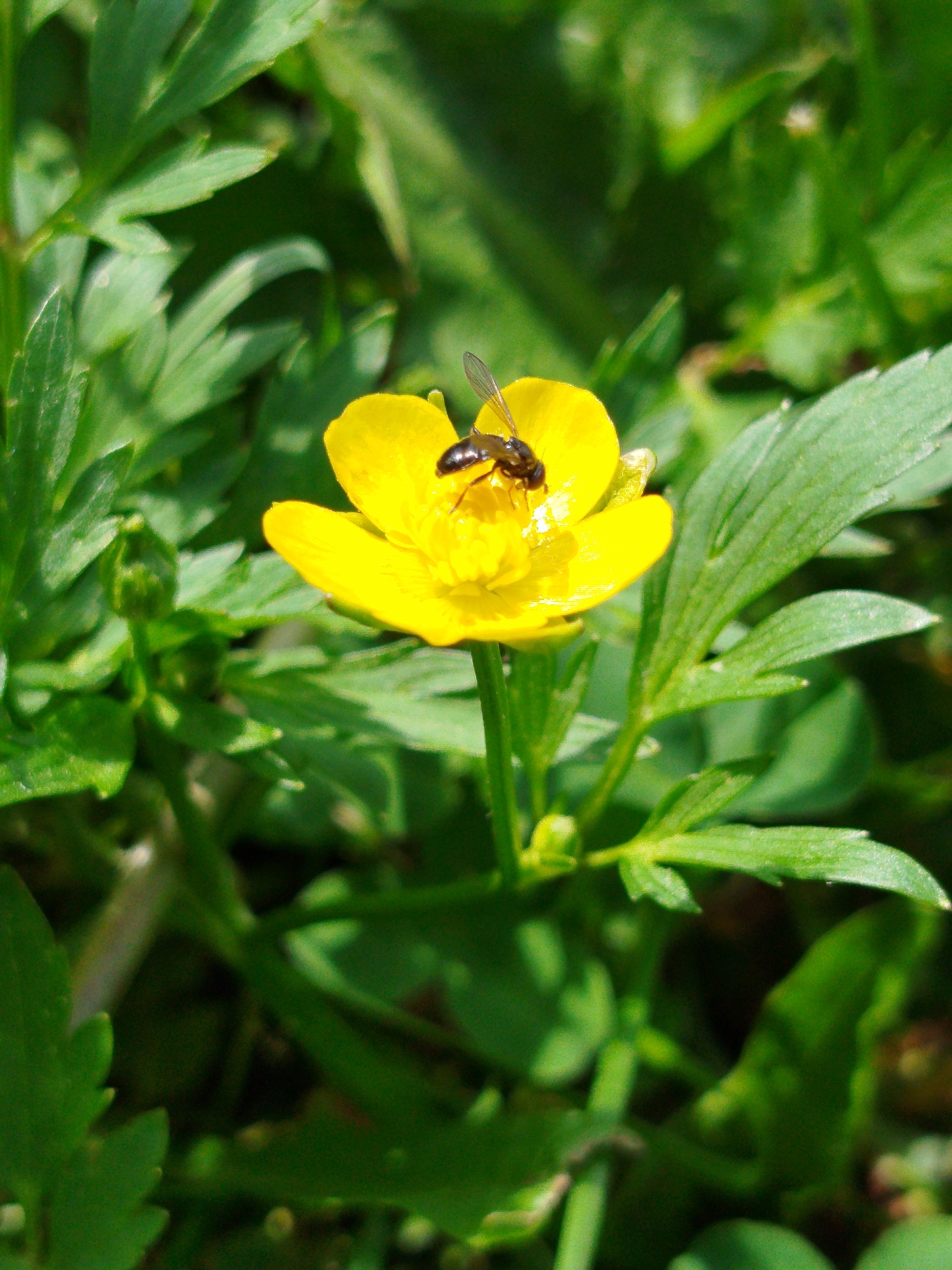 A close-up photograph shows a small, dark-colored insect, likely a fly, perched on a vibrant yellow flower. The flower, possibly a buttercup, is in focus, while the surrounding green foliage is slightly blurred, indicating a shallow depth of field. The setting appears to be outdoors, possibly a field or garden in Боровково, Russia, based on the user's prompt. The scene is brightly lit, suggesting daytime and clear weather. The insect is positioned near the center of the flower, likely feeding or collecting pollen.