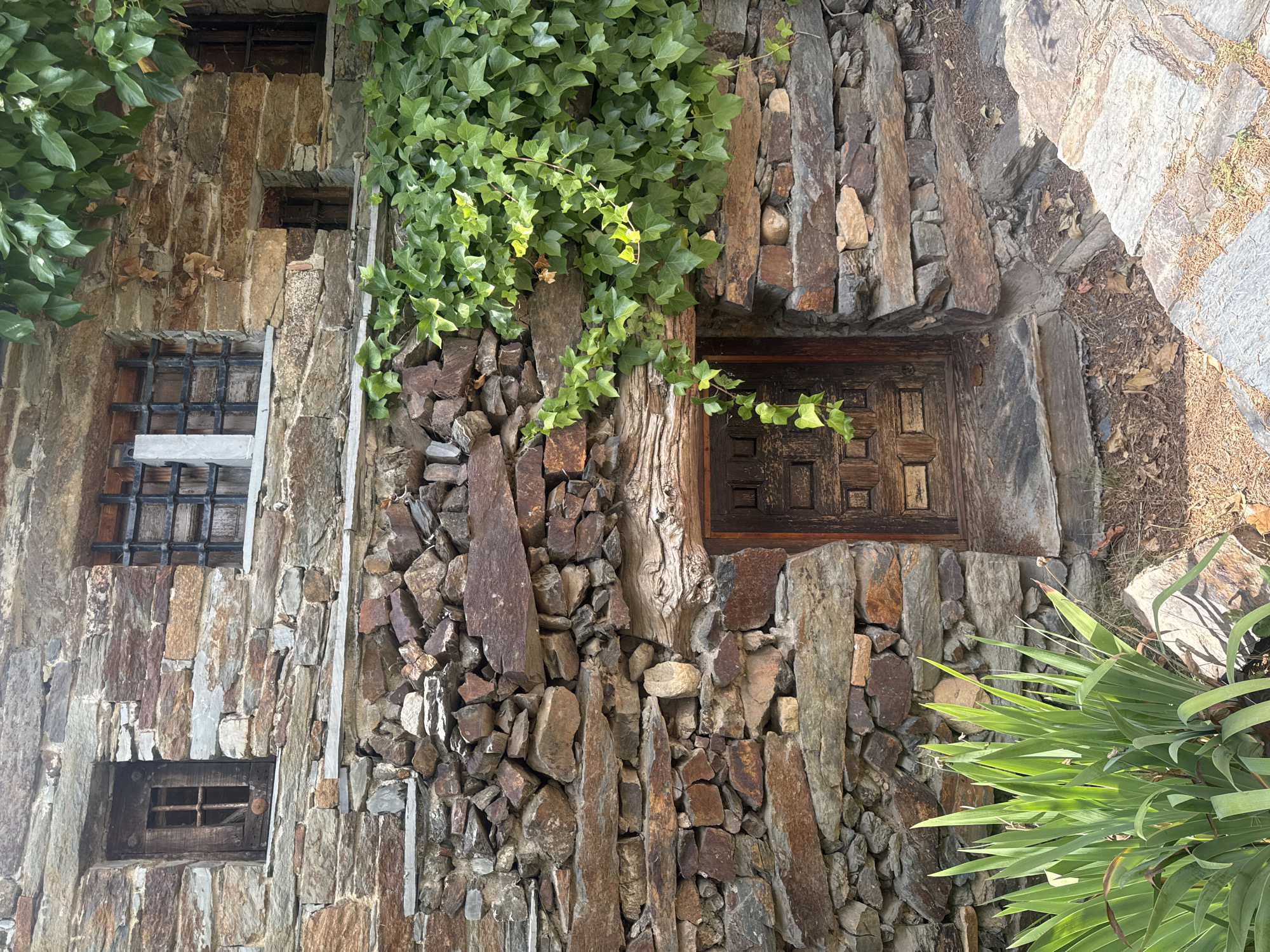 The image shows the exterior of a stone building in the historic town of Patones de Arriba, Spain. The building's facade is constructed from irregular, layered stones in various earthy tones. A dark wooden door, set within a recessed opening, features a traditional, carved design. Above the door, ivy vines with vibrant green leaves cascade down the stone wall, partially obscuring the structure. Two windows are visible on the upper portion of the building. The left window has a wooden frame with a metal grate and a small round knob. The right window is partially visible and also appears to have a wooden frame and grate. In the foreground, a cluster of tall, spiky green plants grows near the base of the building. The ground around the entrance is covered with dry leaves and soil, with some larger stones forming a pathway.