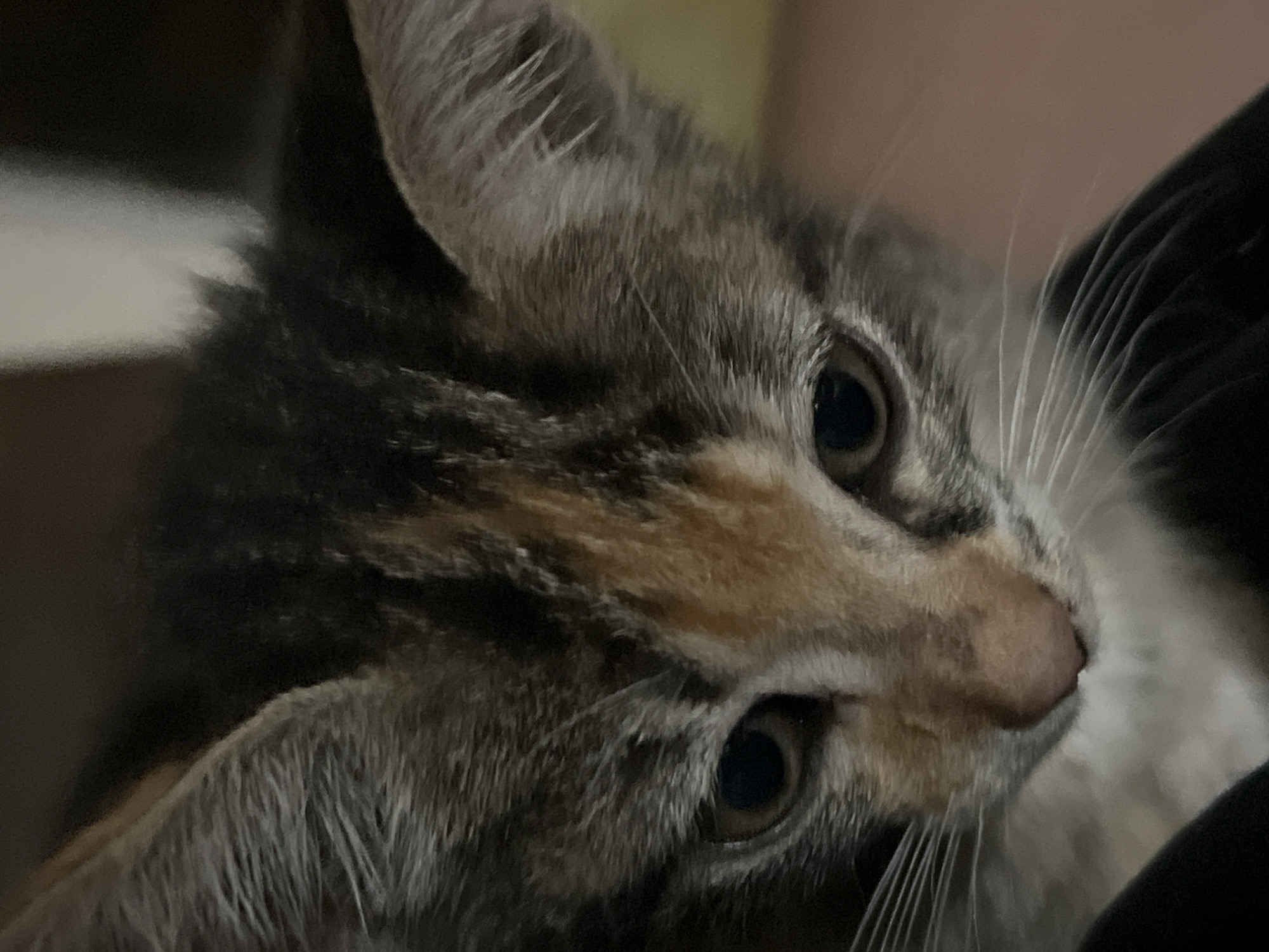 A close-up shot captures a kitten with a mottled coat of gray, brown, and black fur. The kitten's eyes are large and dark, reflecting the light. Its whiskers are long and white. The background is out of focus, suggesting a domestic indoor environment. The location is unknown, and there's no indication of Arica, Chile.