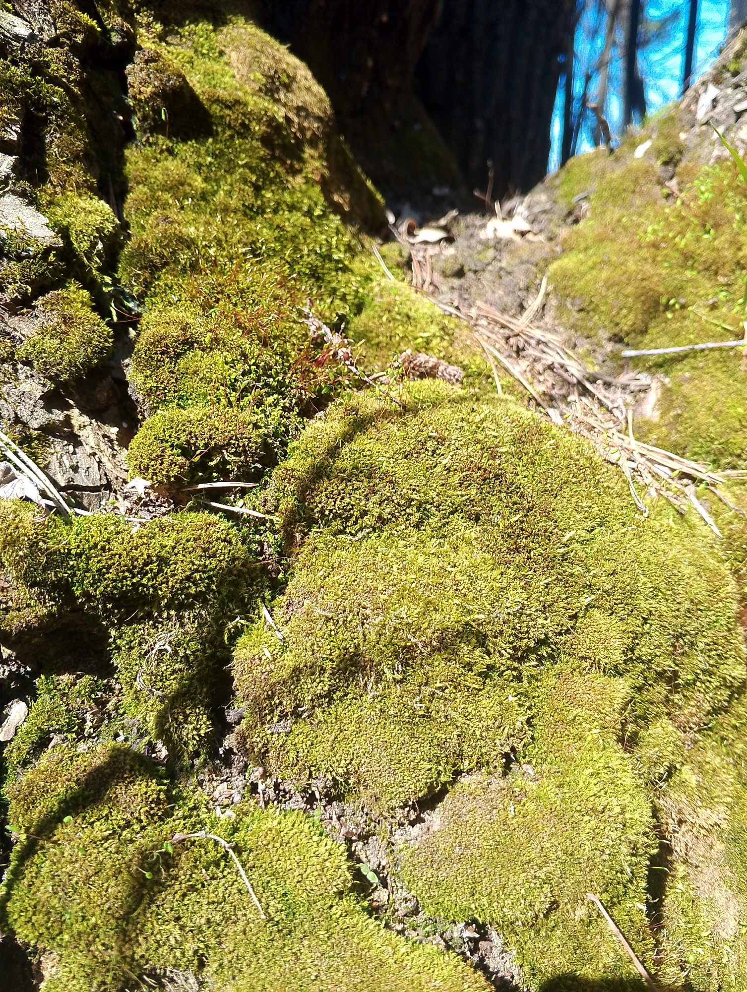 The image shows a close-up of green moss growing on the bark of a tree. The moss is dense and covers a significant portion of the bark. A few fallen pine needles are scattered on the moss. The location, Chaikovsky, Russia, is mentioned for context but is not apparent in the image itself.