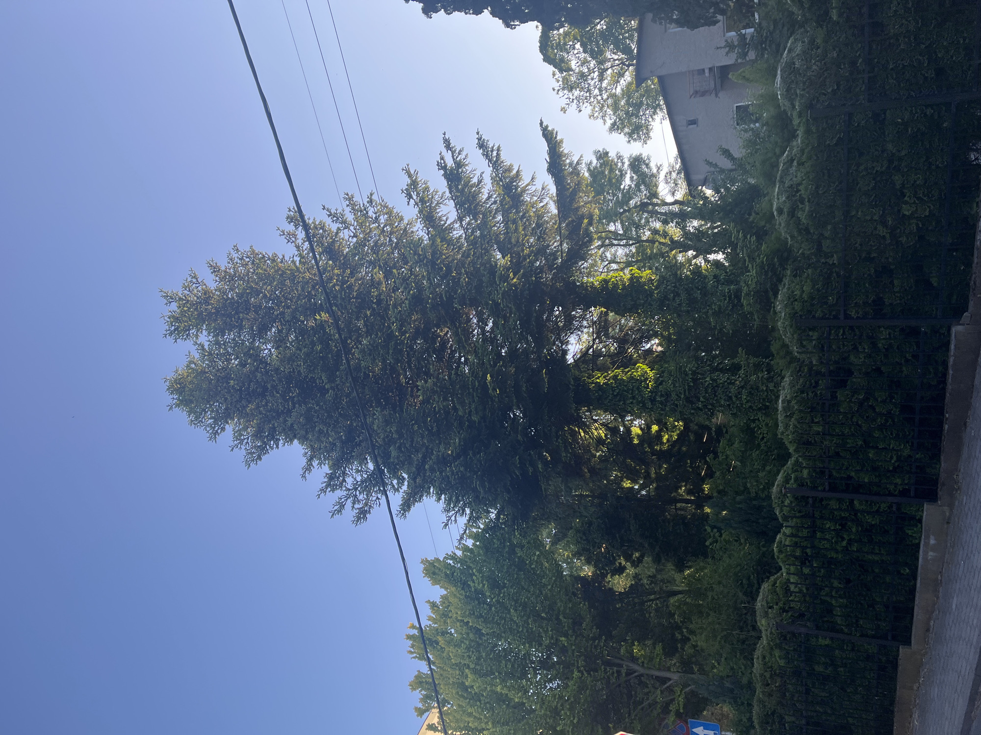 The image shows a street view in an urban area. A tall evergreen tree dominates the left side of the frame, reaching towards a clear blue sky with visible power lines. To the right, a trimmed hedge borders a street. In the background, a building is partially visible behind the trees. A blue and white street sign is present near the bottom.