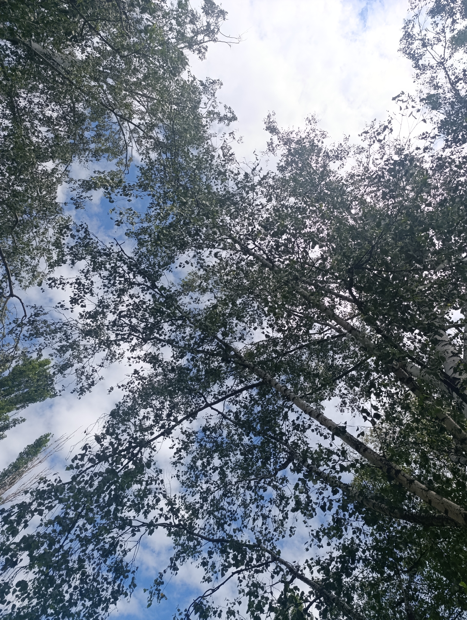 An upward-angle shot captures a canopy of birch trees against a partly cloudy sky. The leaves are predominantly green, with some appearing darker and others lighter due to the sunlight filtering through. The distinctive white bark of the birch trees is visible in several areas. The sky is a mix of bright blue patches and white clouds. The scene suggests an outdoor environment, likely a park or a street with mature trees, in Bila Tserkva, Ukraine. No people or animals are present in the frame.