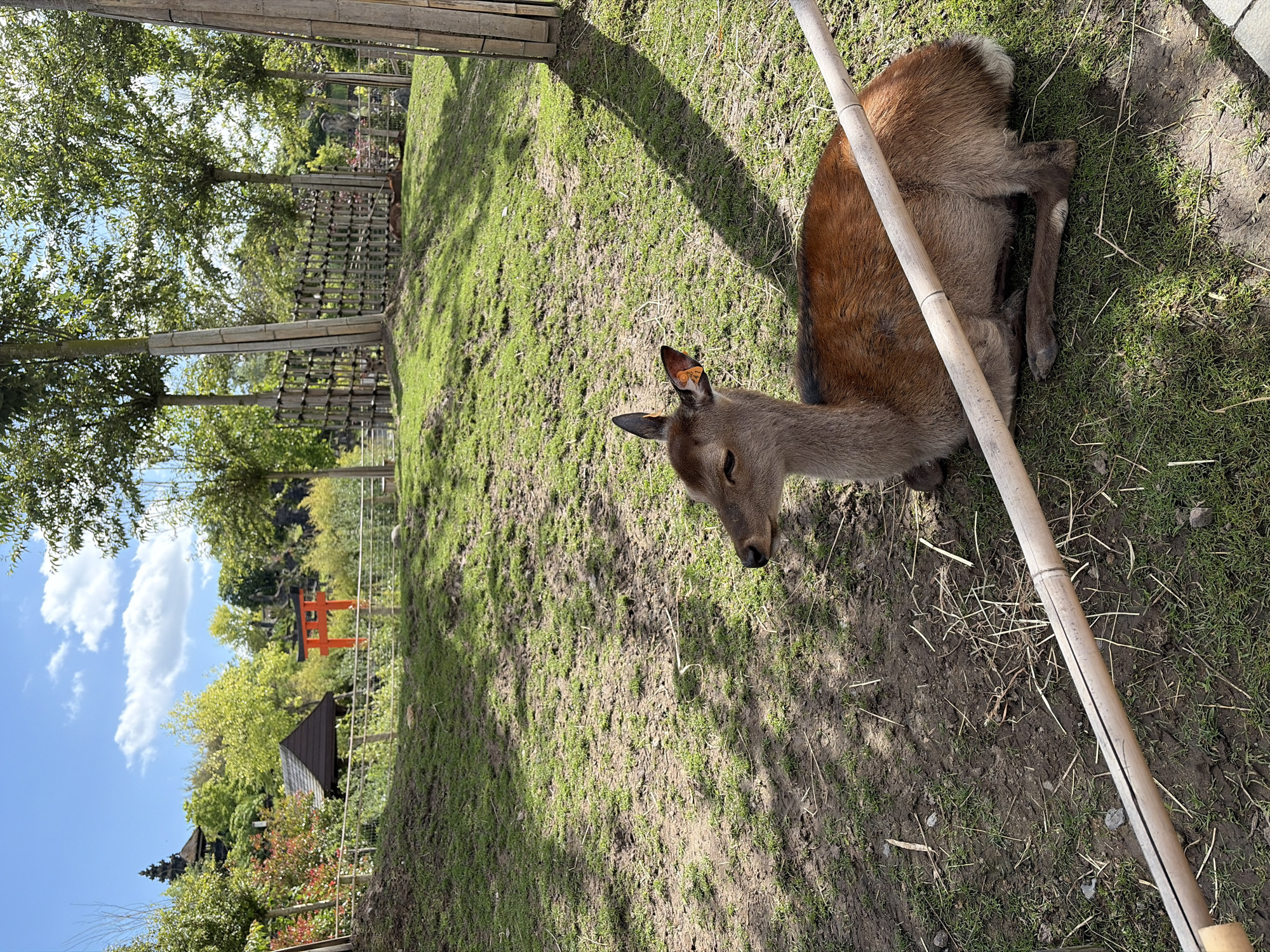 A young deer rests on a grassy slope in an outdoor enclosure. The deer is lying down with its head turned to the left, and appears to be looking slightly upward. It has reddish-brown fur on its back and legs, and lighter fur on its neck and underside. An orange tag is visible on its right ear. A bamboo pole runs horizontally across the foreground of the image, partially obscuring the deer.
The enclosure appears to be part of a park or zoo, with a bamboo fence in the background and several trees. In the distance, a traditional Japanese torii gate is visible, suggesting a themed area. The ground is covered in a mixture of grass and dirt, with some dry straw scattered around. The sky is blue with some scattered white clouds, and the sun is casting shadows. The location is specified as Cambron-Casteau, Belgium. No people are visible in the image.