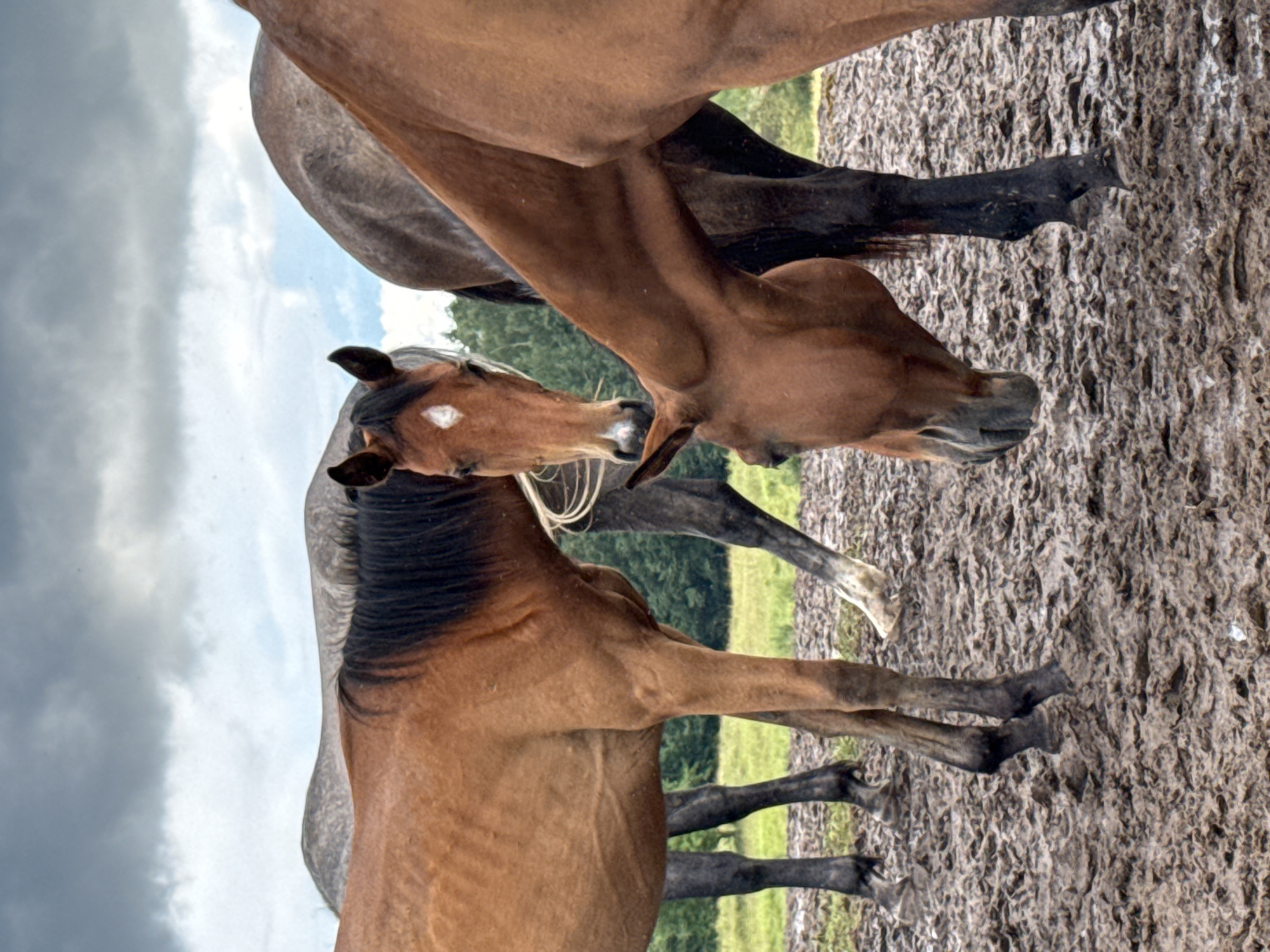 The image depicts a group of horses in a muddy, outdoor environment. The horses are of various colors, including brown and gray. One brown horse in the foreground is bending down, possibly to drink or eat. Another brown horse, with a white marking on its forehead, is looking directly at the camera. Two other horses, one gray and one dark brown, are partially visible in the background. The ground is covered in thick mud, with some green grass visible in the distance. The sky is overcast with dark clouds. The location is specified as a farm in Galinė, Lithuania.