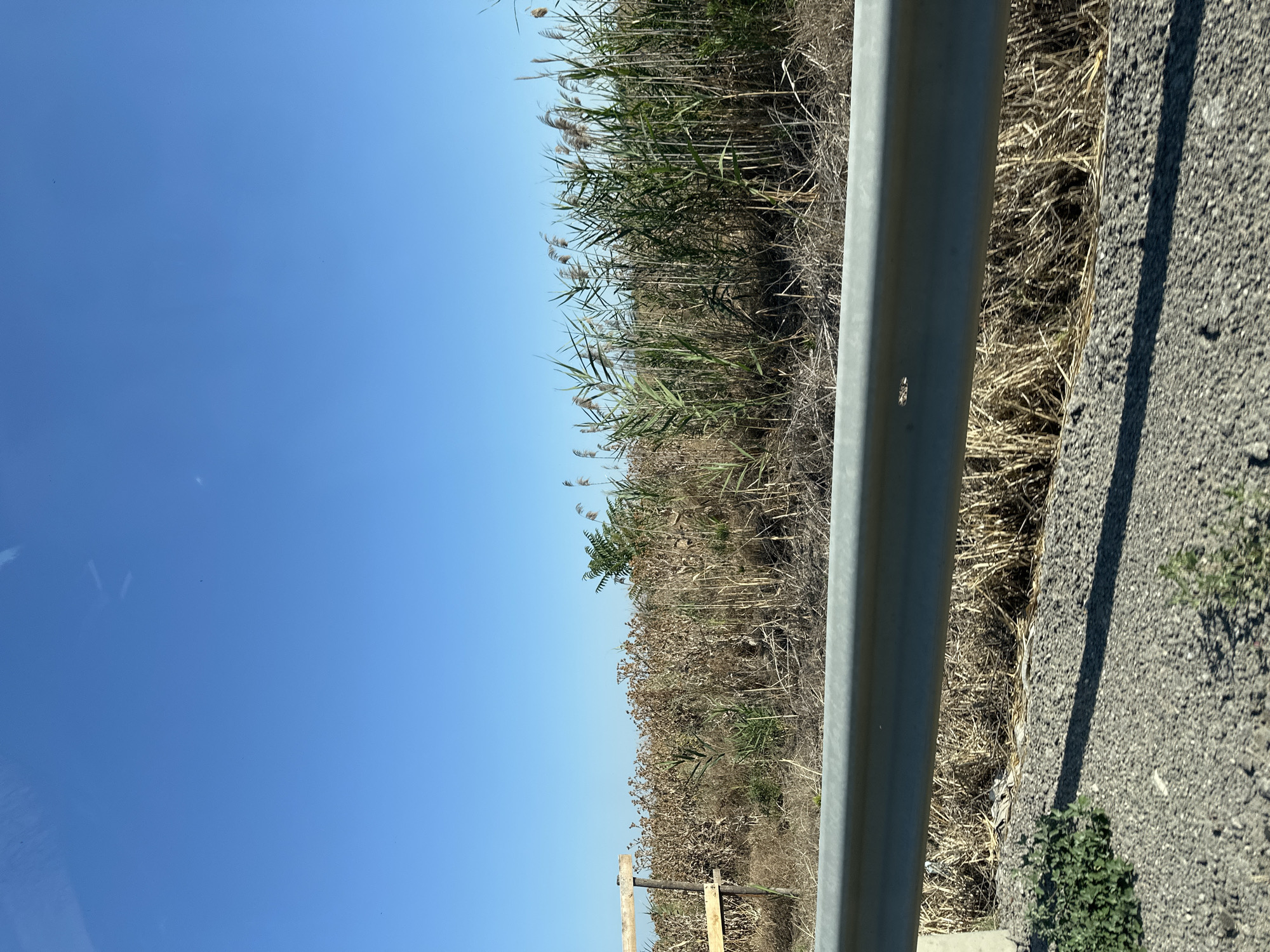 The image shows a roadside scene with a clear blue sky. In the foreground, there is a grey metal guardrail separating the road from a dry, reedy field. The field is overgrown with tall, brown and green grasses and some leafy vegetation. To the left, there is a wooden structure, possibly a fence post with horizontal planks. The ground on the road side of the guardrail is covered in gravel. The image appears to be taken from a moving vehicle, as suggested by the slight blur and the angle. The scene is likely in Orizari, Bulgaria, given the context.