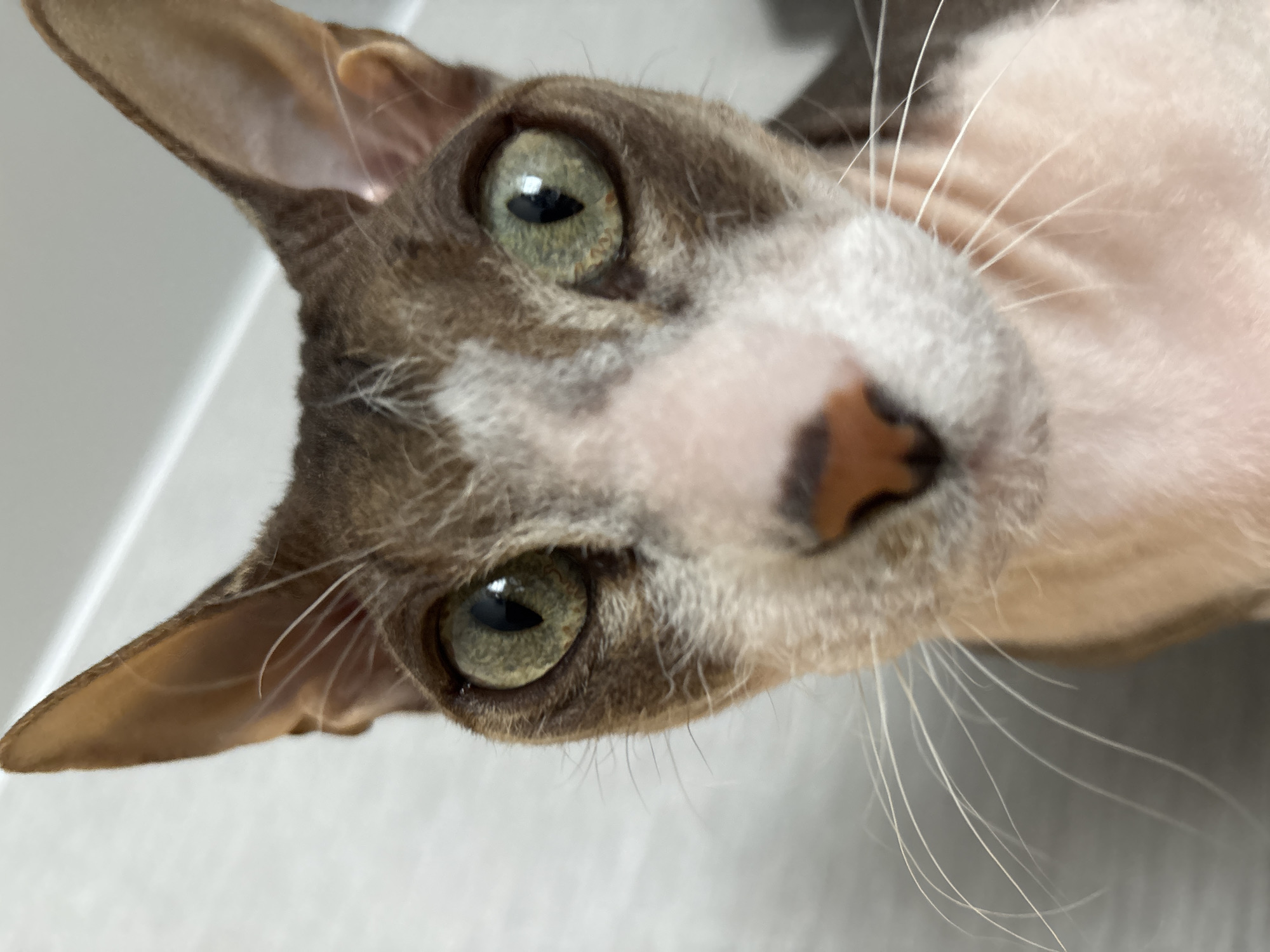 A close-up, high-angle portrait features the head of a cat, likely an Oriental Shorthair breed, gazing directly at the viewer. The cat possesses large, pointed ears that appear thin and partially translucent, along with striking green-gold eyes that have narrow, vertical pupils. Its fur pattern includes brown-gray markings across parts of its face and forehead, contrasting with white fur around its muzzle and a lighter, pinkish-white coat on its chin and neck. The nose is a mottled pink and brown. Long, white whiskers extend prominently from its muzzle. The cat's expression is one of curiosity and attentiveness. The background is a softly blurred, plain light gray or white surface, suggesting an indoor environment with even, diffused lighting. No specific activity is depicted beyond the cat looking at the camera. There is no visible text in the image.