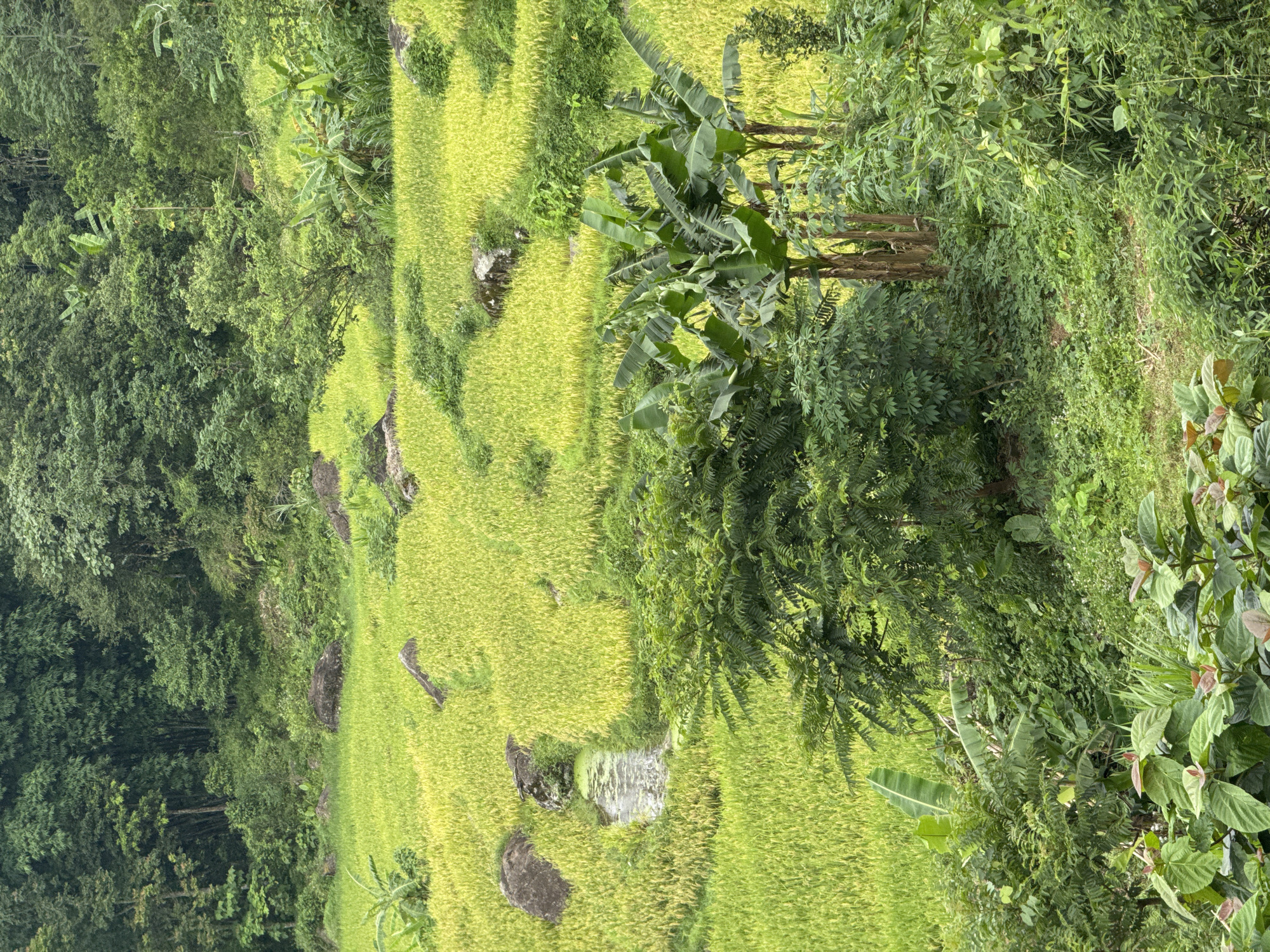 The image depicts a lush, terraced landscape in Pù Luông Commune, Vietnam. Dominated by vibrant green hues, the scene showcases rice paddies with a yellowish-green tint, indicating they are nearing harvest. These paddies are interspersed with large, dark boulders, some partially submerged in the water-filled terraces. A narrow, muddy path or stream winds through one of the rice fields.
The background is a dense forest, characterized by a variety of trees and vegetation. Several banana trees, with their broad leaves, are prominently featured in the mid-ground. The foreground is filled with various plants and foliage, including broad-leafed plants and smaller shrubs. The overall impression is one of natural beauty and agricultural cultivation in a hilly or mountainous region. No people or animals are visible in the image.